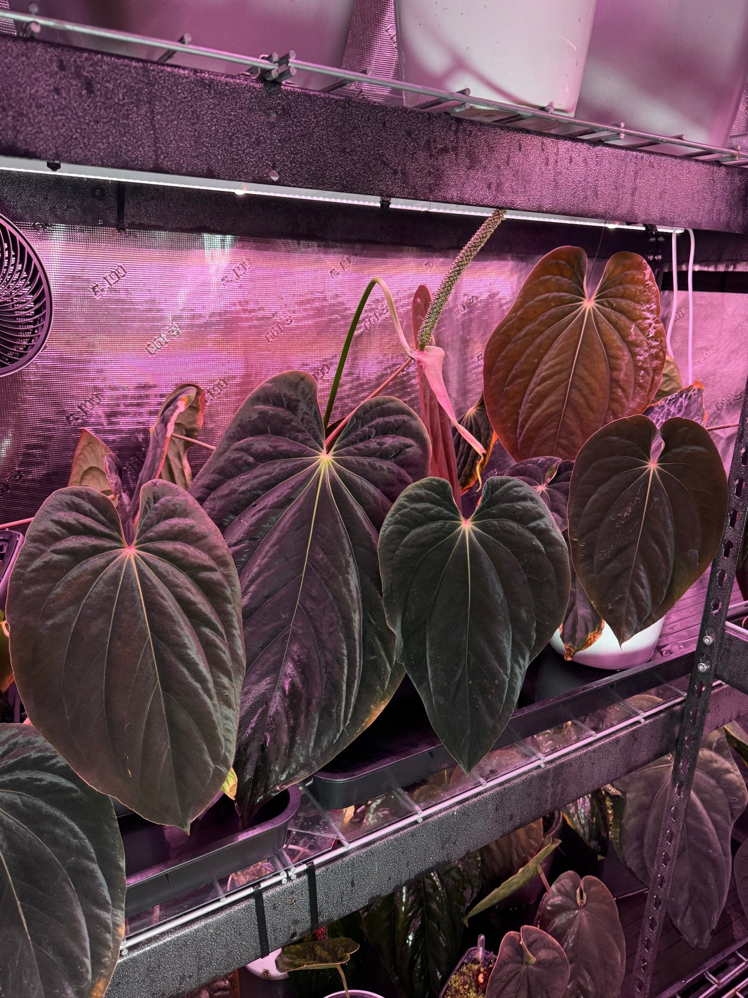Anthurium antolakii Plants | Granthuriums
