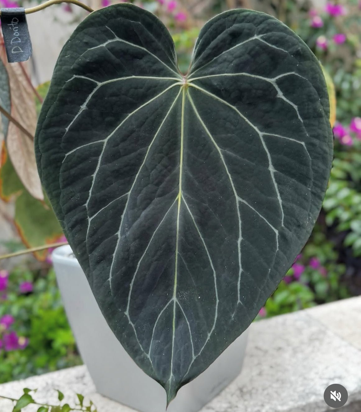 Hybrids - Granthuriums