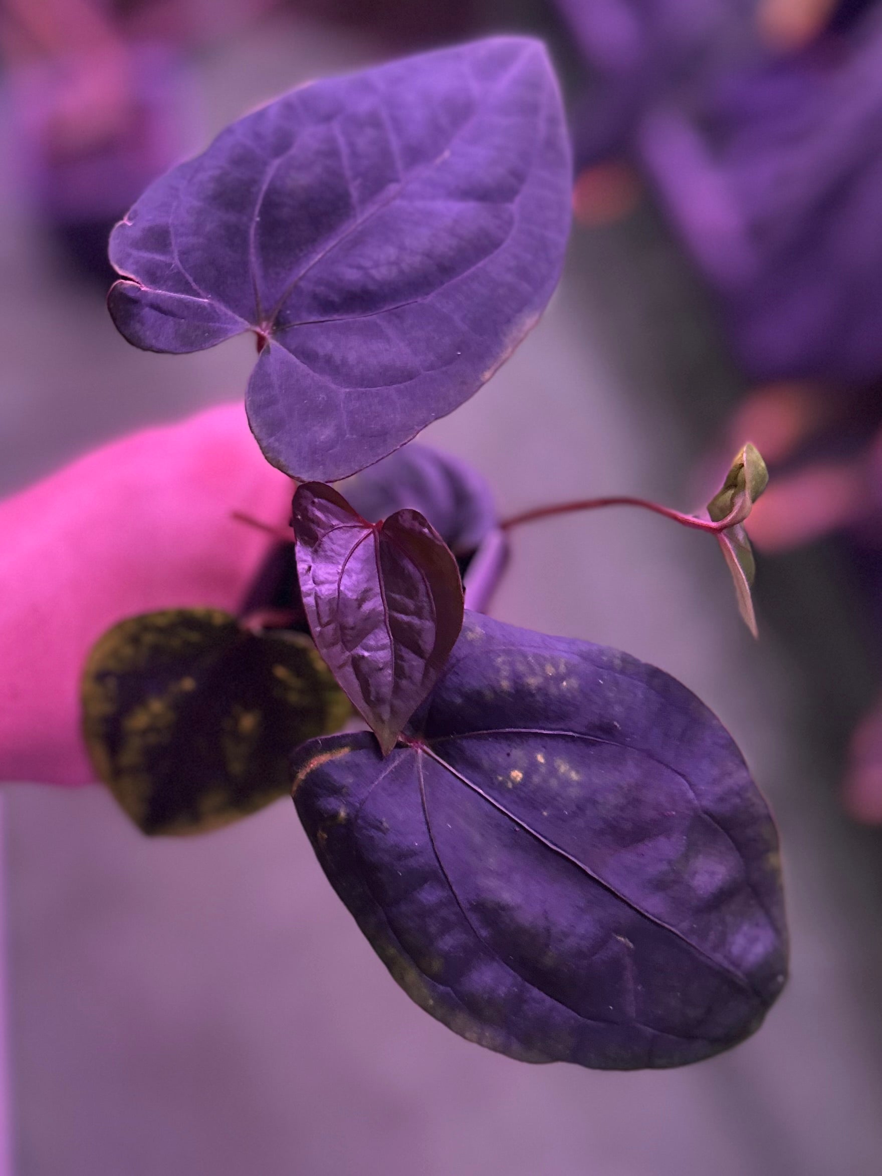 Anthurium Night Dragon x self—Exact Seedling