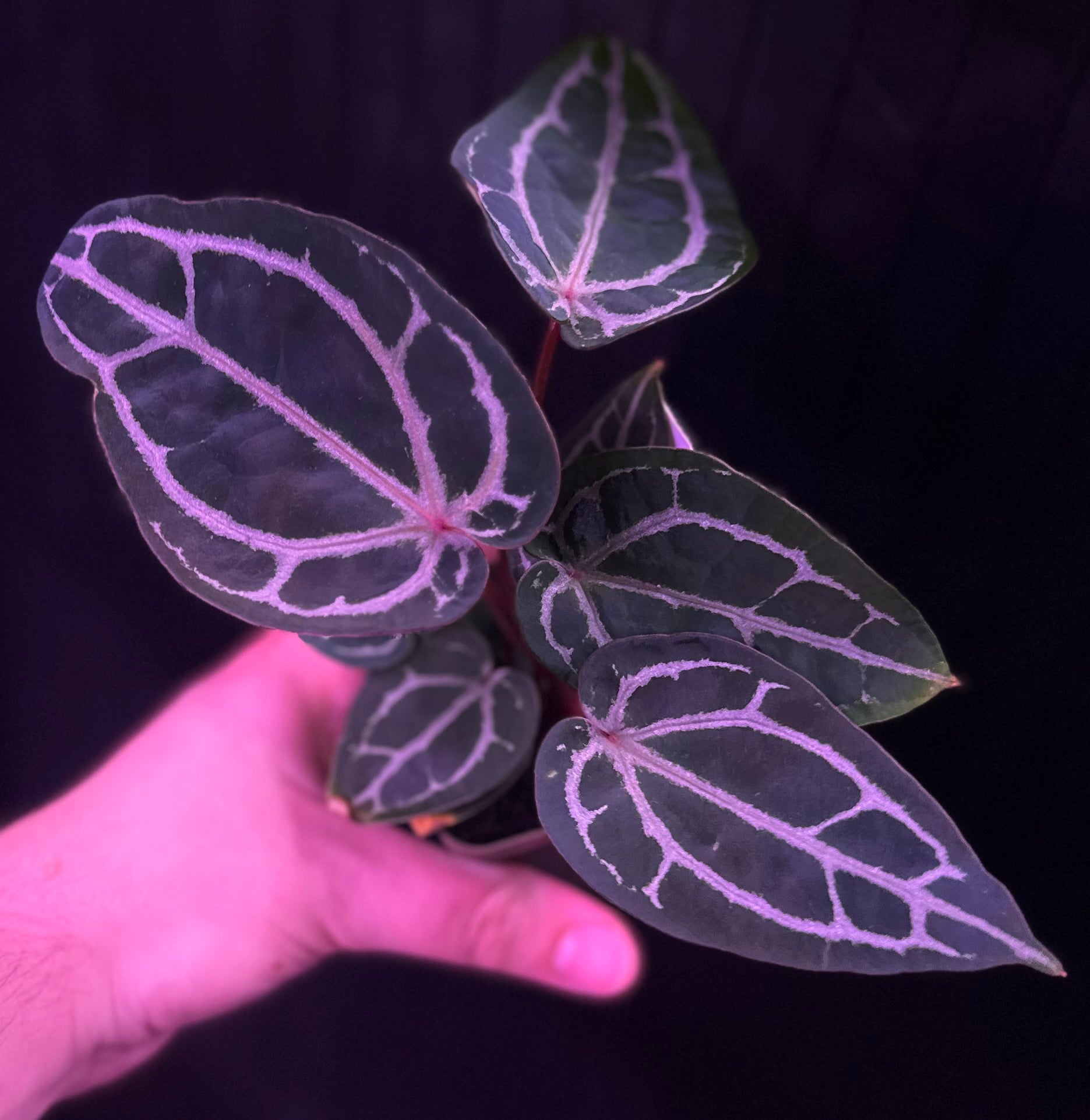 Anthurium Red crystallinum premium x SKG Red crystallinum
