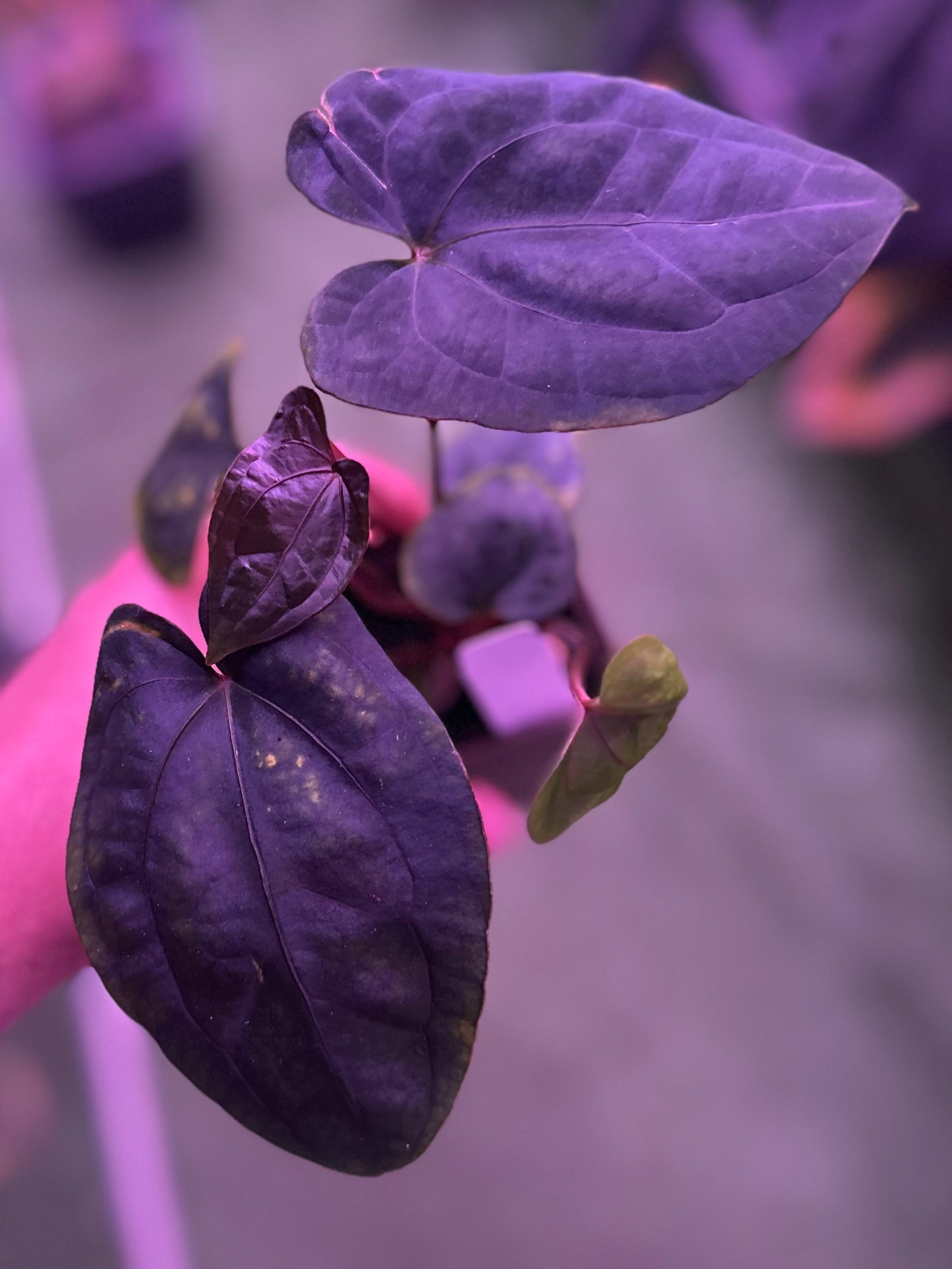 Anthurium Night Dragon x self—Exact Seedling