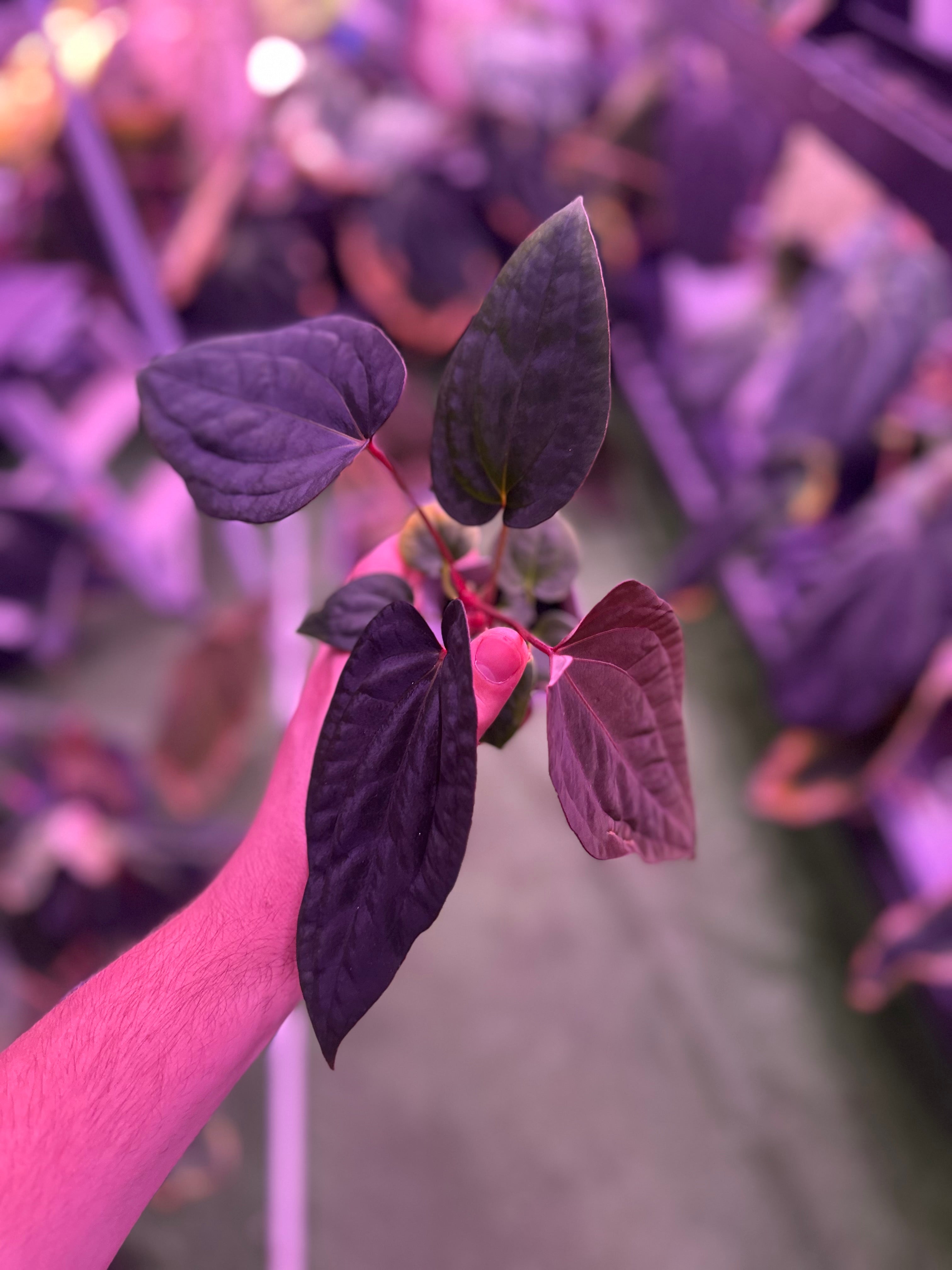 Anthurium RVDP x antolakii RA1—Exact Seedling