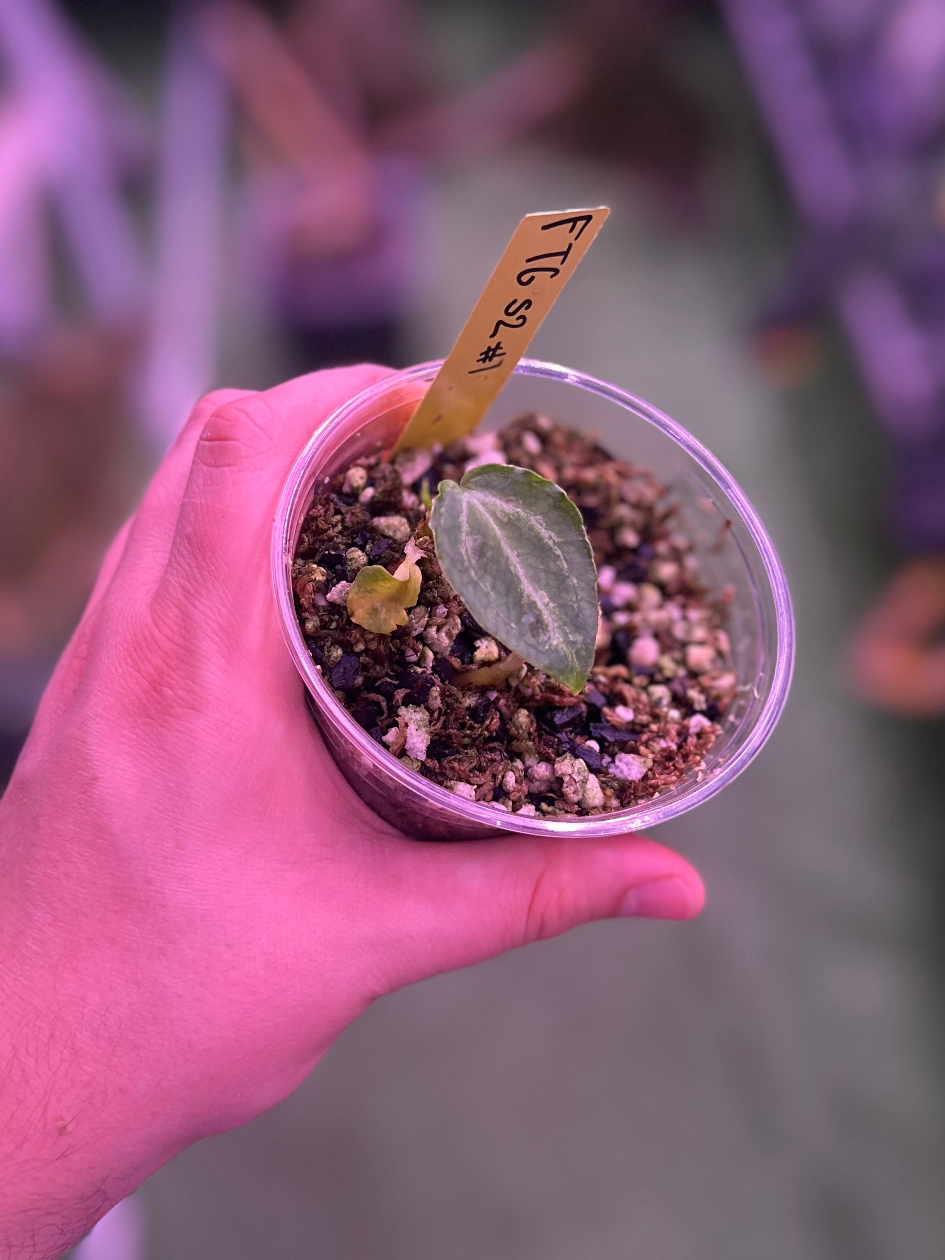 FTG crystallinum S2