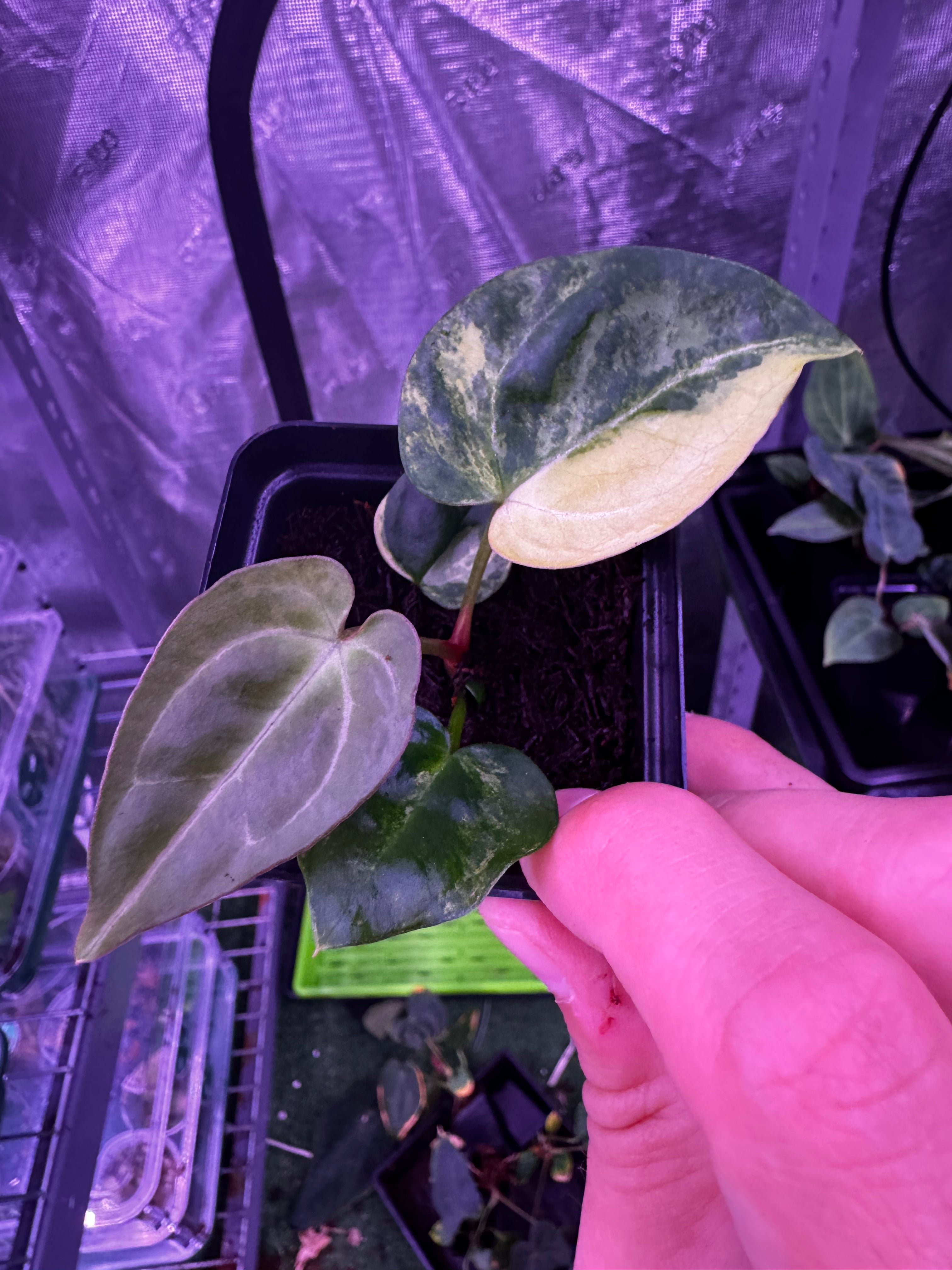 Variegated papx x Tim Anderson Stripey-Granthuriums