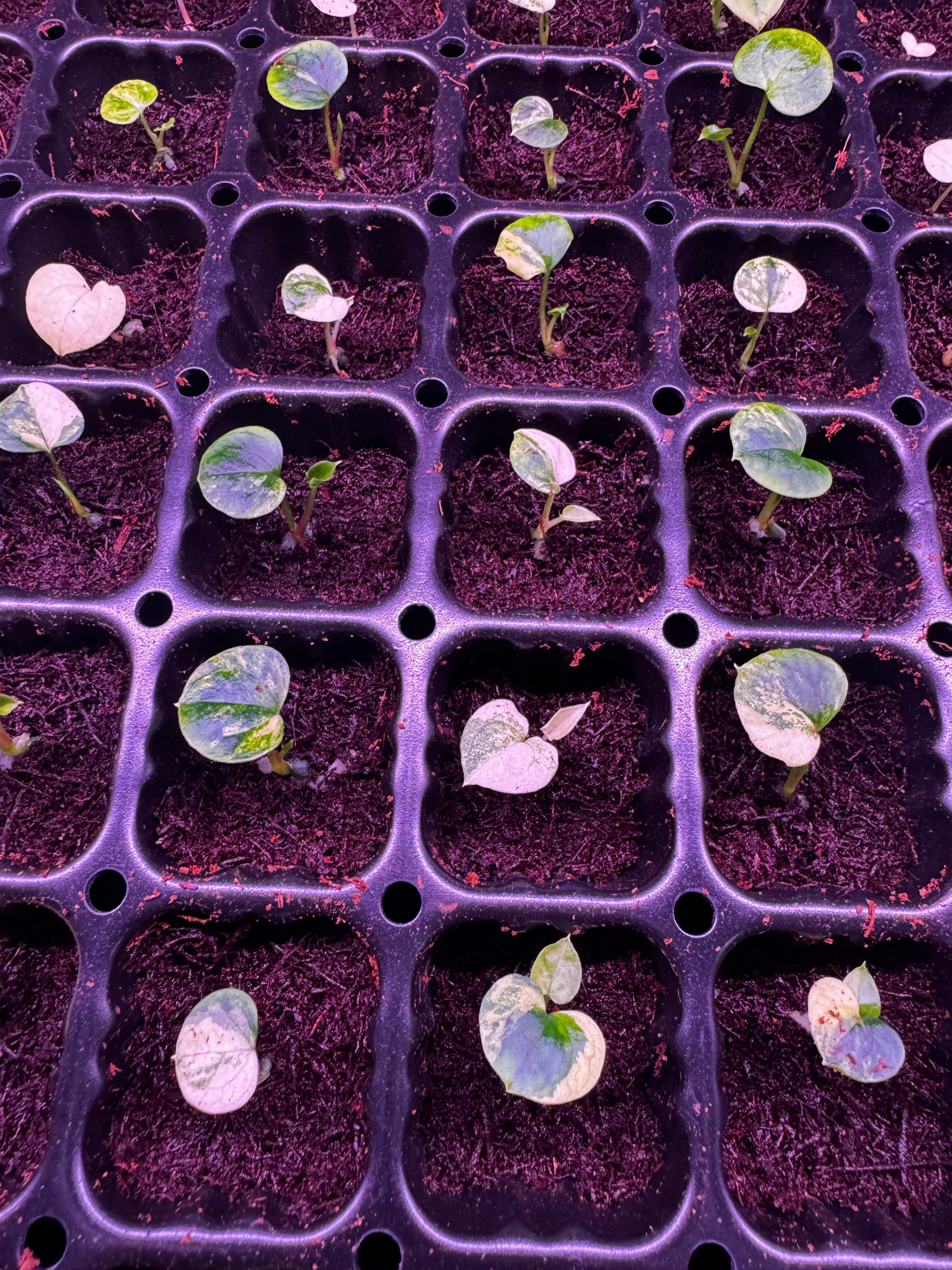 Var papx x Night Dragon variegated sprouts-Granthuriums