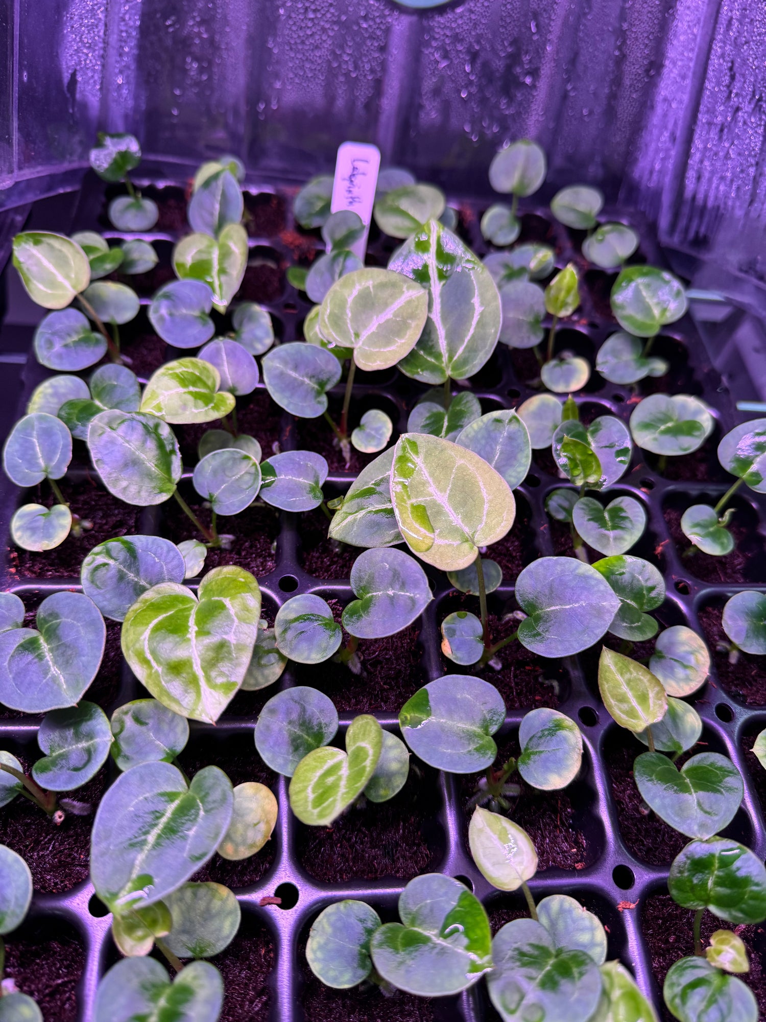 Anthurium Labyrinth x Heinz—Small Seedlings
