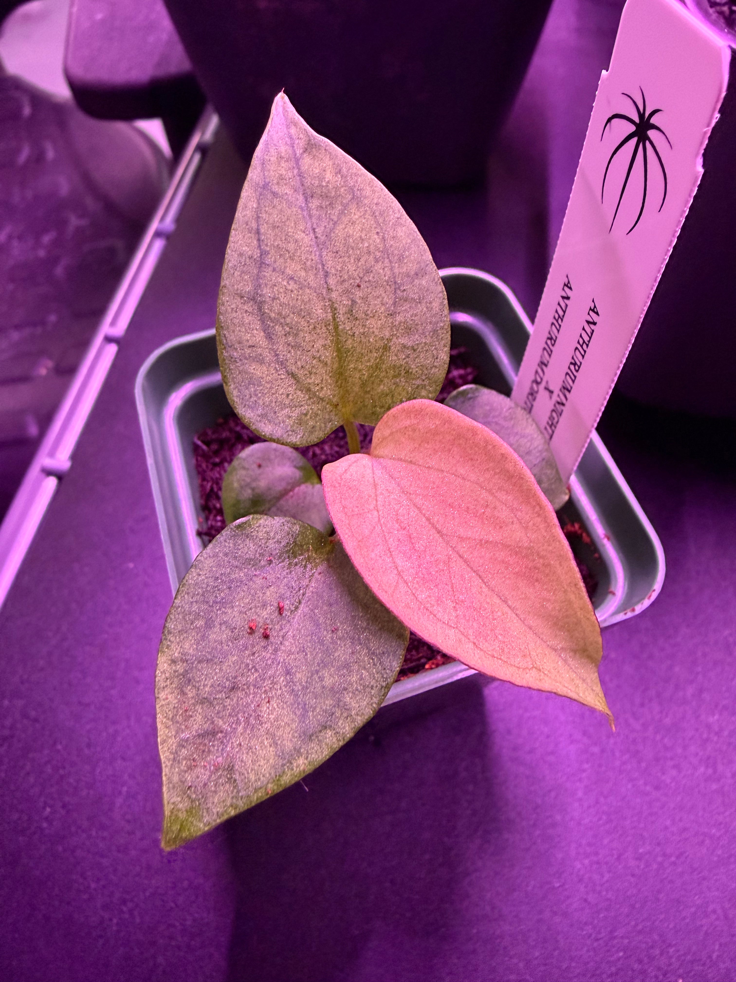 Variegated Anthurium Night Dragon x Dorito Port—Exact seedling A
