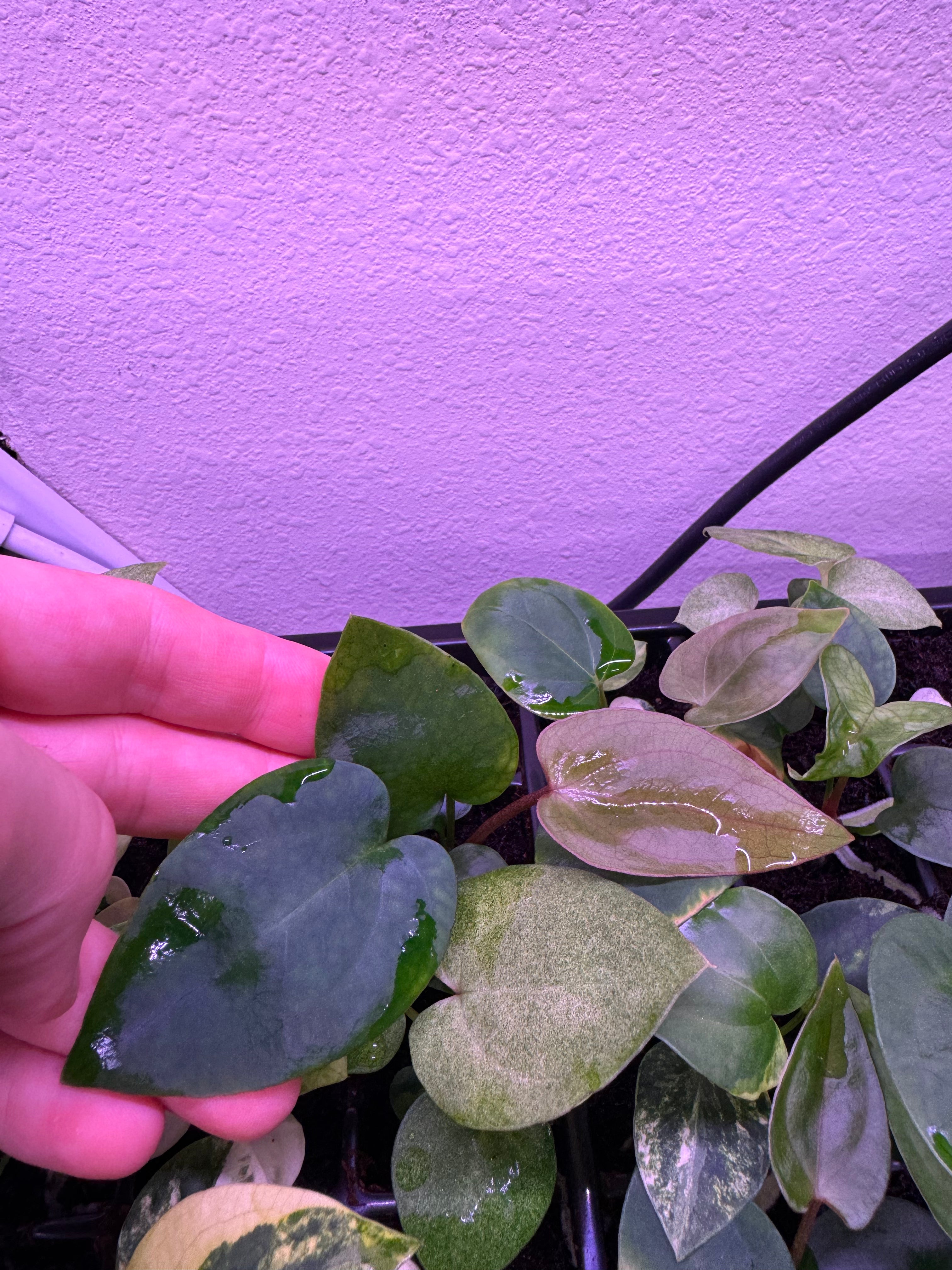 Variegated papX x dorito port seedlings-Granthuriums