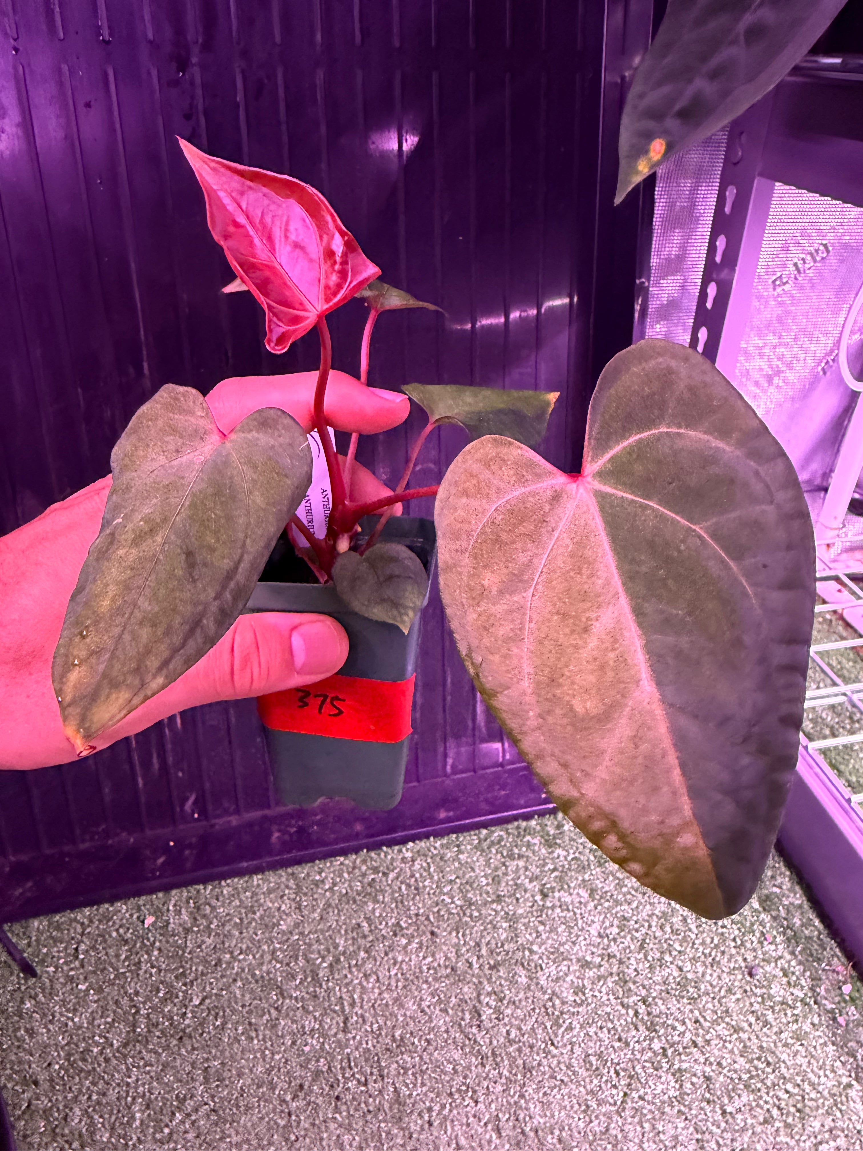 Anthurium Night Dragon x Dorito Port--Exact seedling (F)