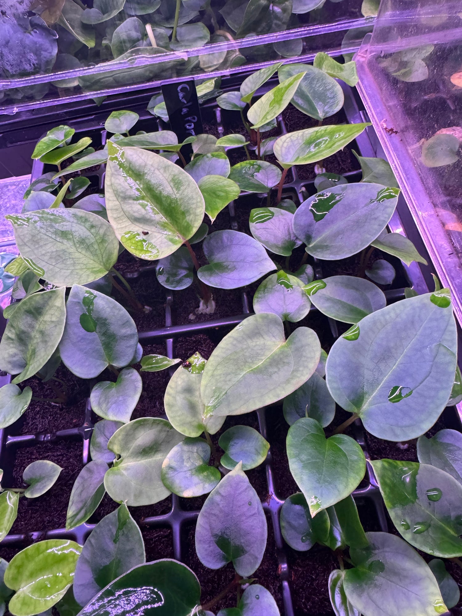 (Carla x port) x besseae aff spider-Granthuriums