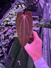 (Carla gph001 x BVEP) x Carla gph001 exact plants-Granthuriums