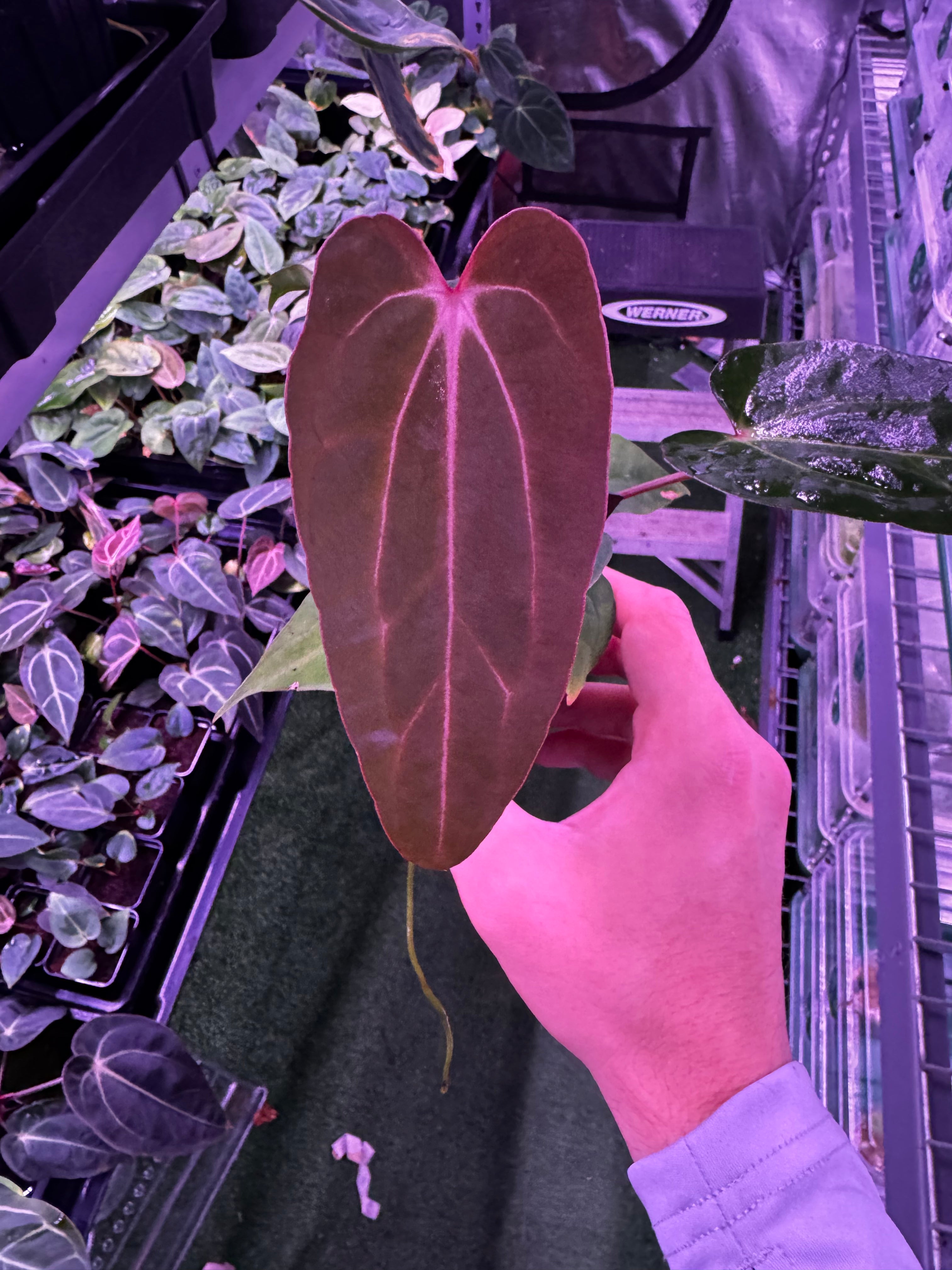 (Carla gph001 x BVEP) x Carla gph001 exact plants-Granthuriums