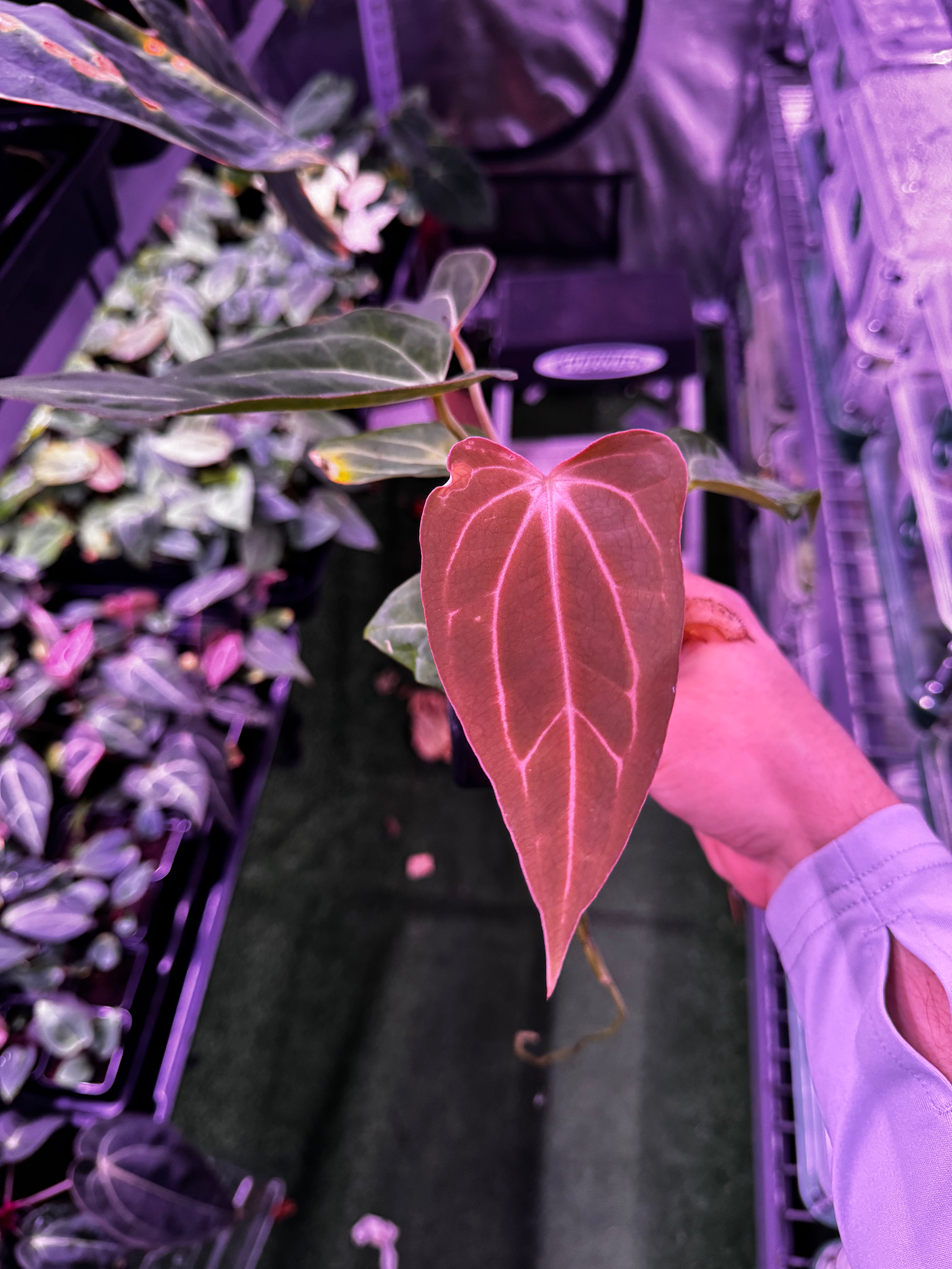 (Carla gph001 x BVEP) x Carla gph001 exact plants-Granthuriums