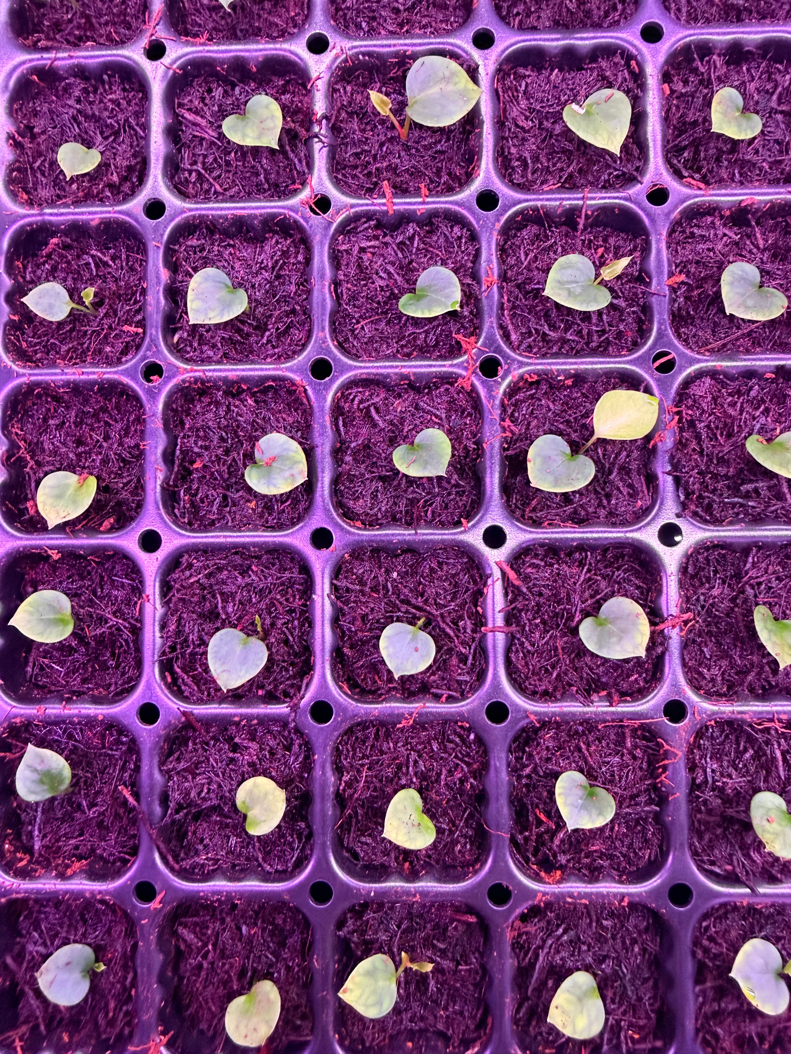 Anthurium Crystallinum Chocolate