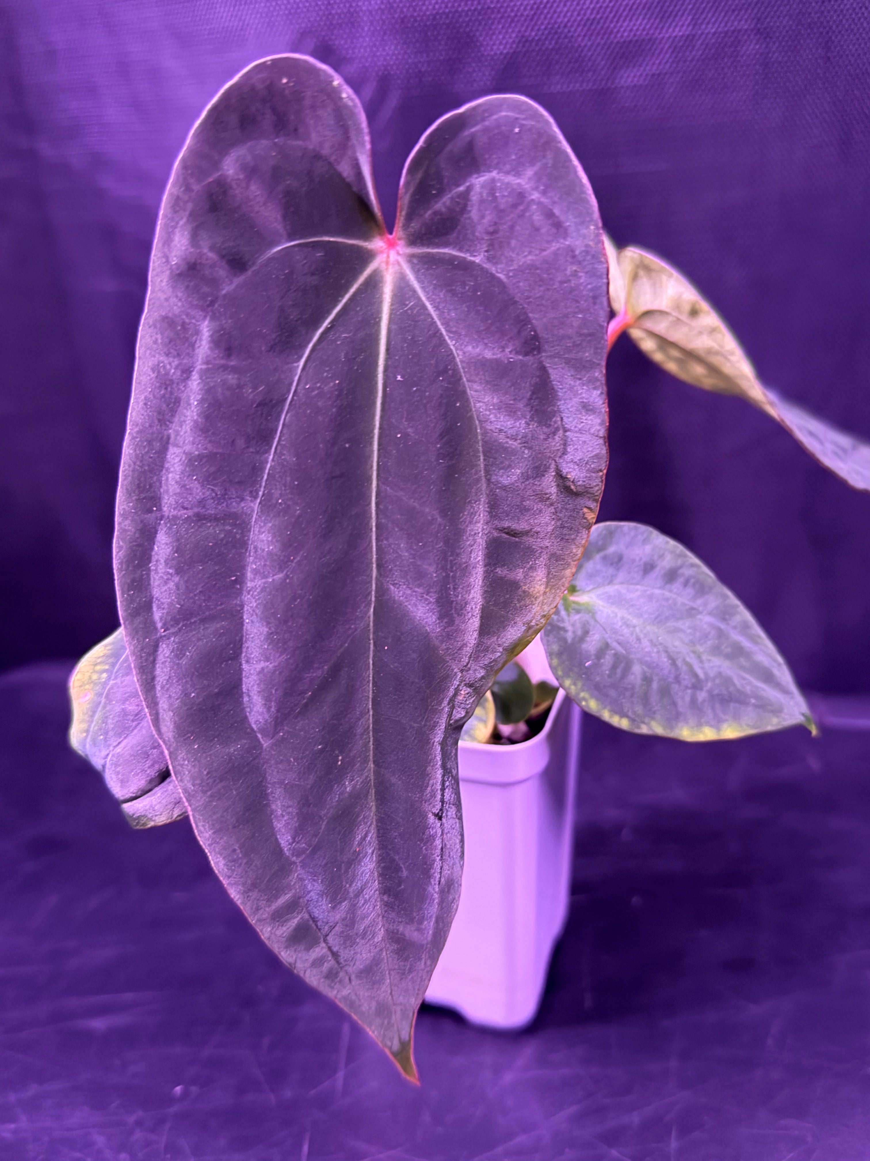 Anthurium RVDP x Antolakii Ra1--Exact Seedling – Granthuriums