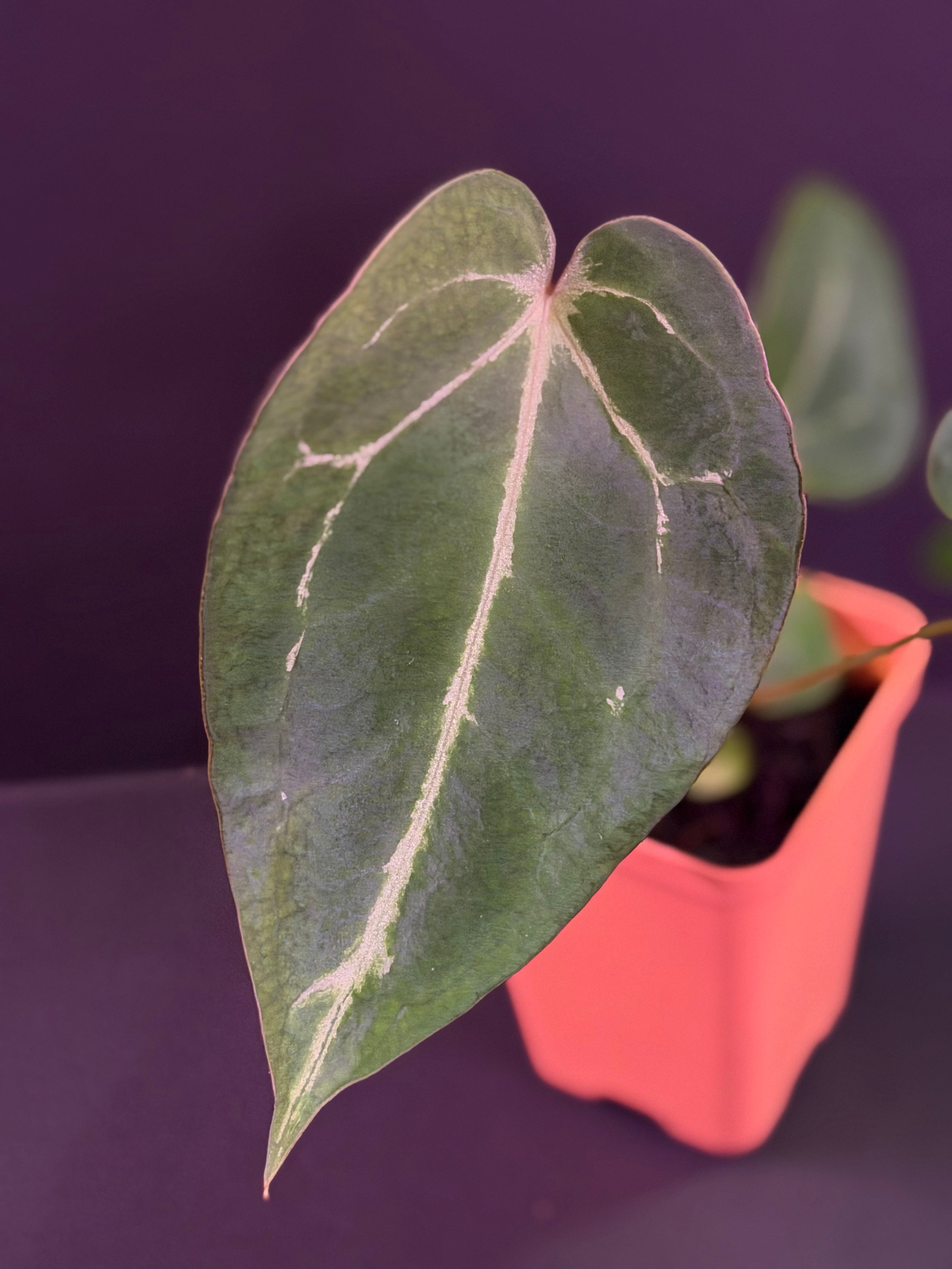 Anthurium Black Widow Michelle x Tim Anderson Stripey-- Exact Seedling "A"