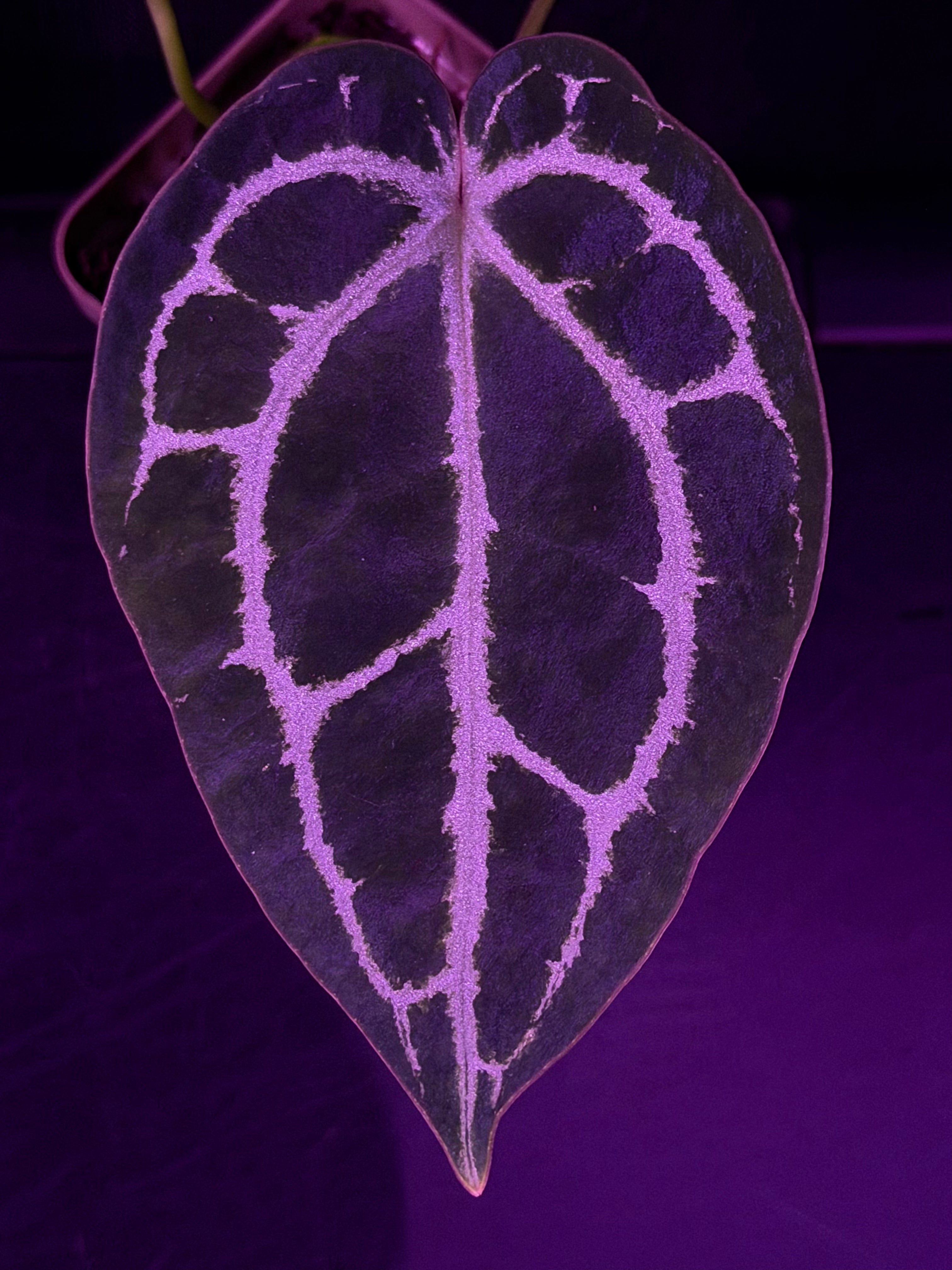 Anthurium Red Crystallinum Premium x Heinz—Exact Seedling "D"