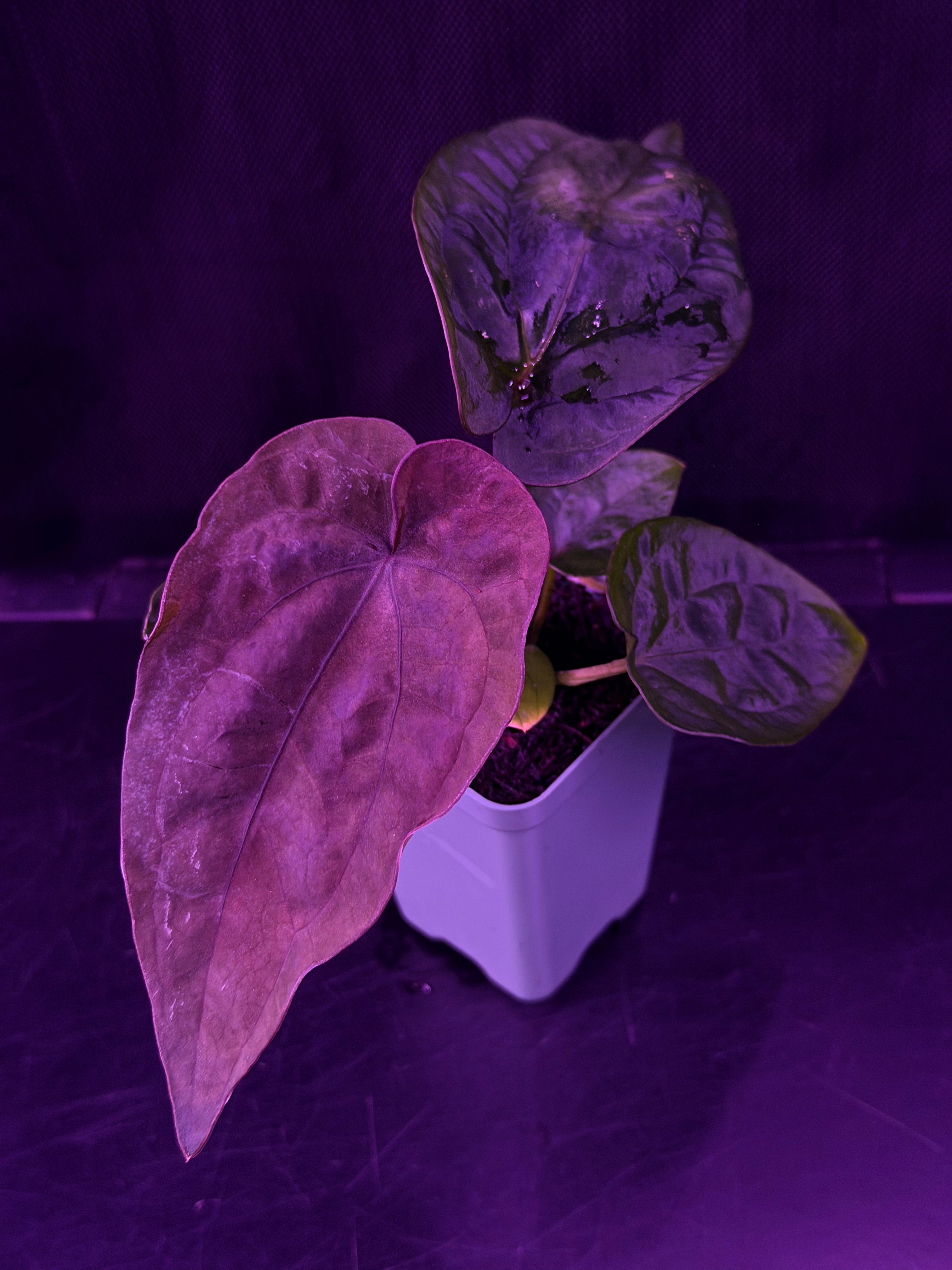 Anthurium Dressleri (F2 x Black) x Dressleri RG F1B--Exact Seedling "A"