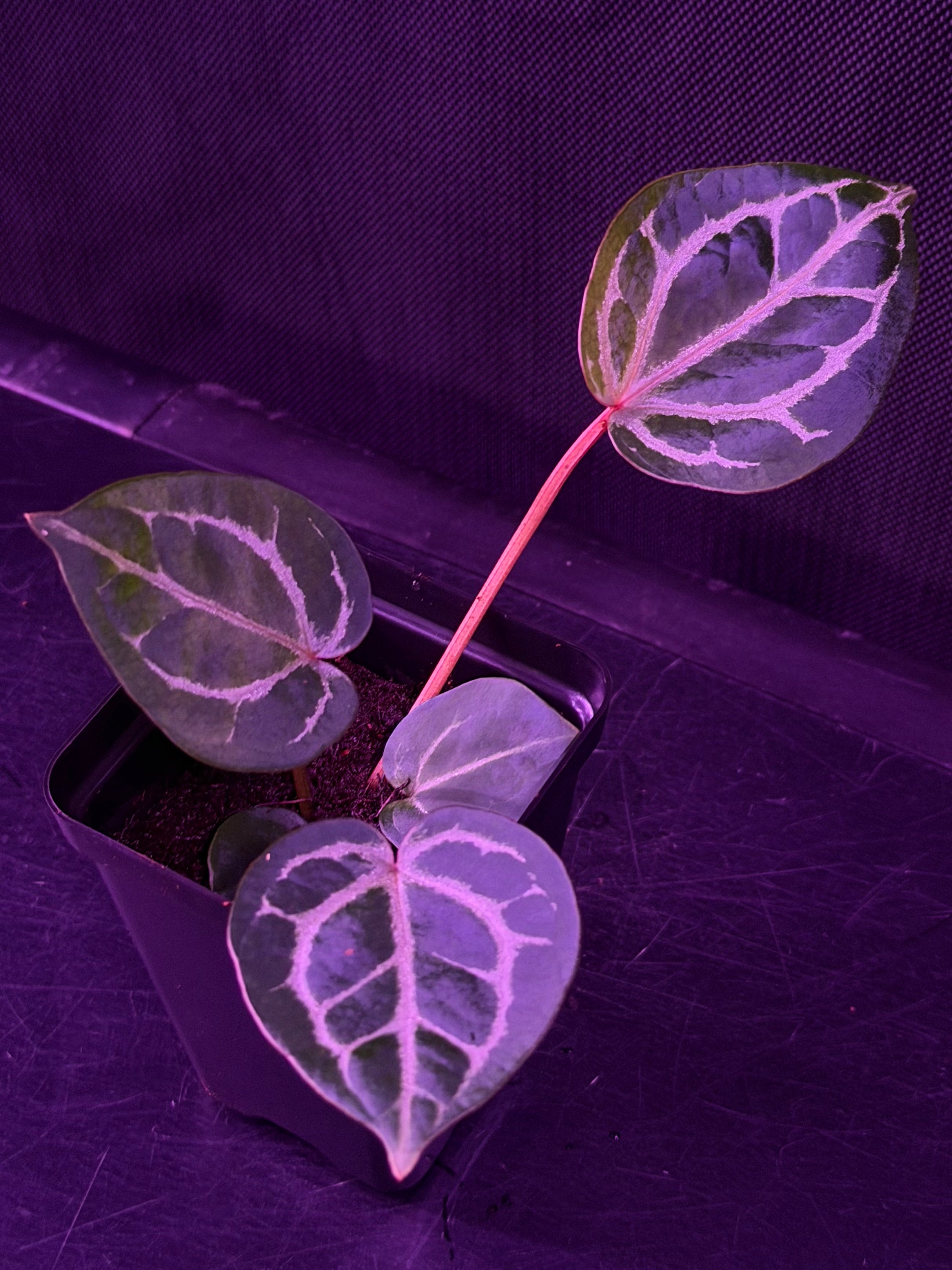 Anthurium Red Crystallinum x Red Crystallinum Premium--Exact Seedling "A"