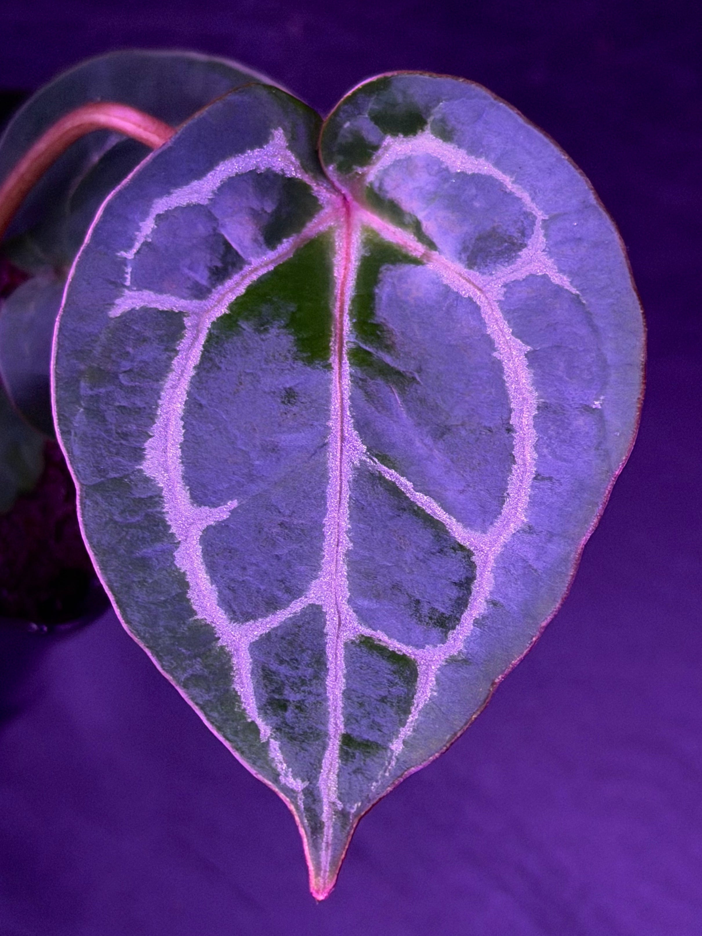 Anthurium Red Crystallinum x Red Crystallinum Premium--Exact Seedling "D"