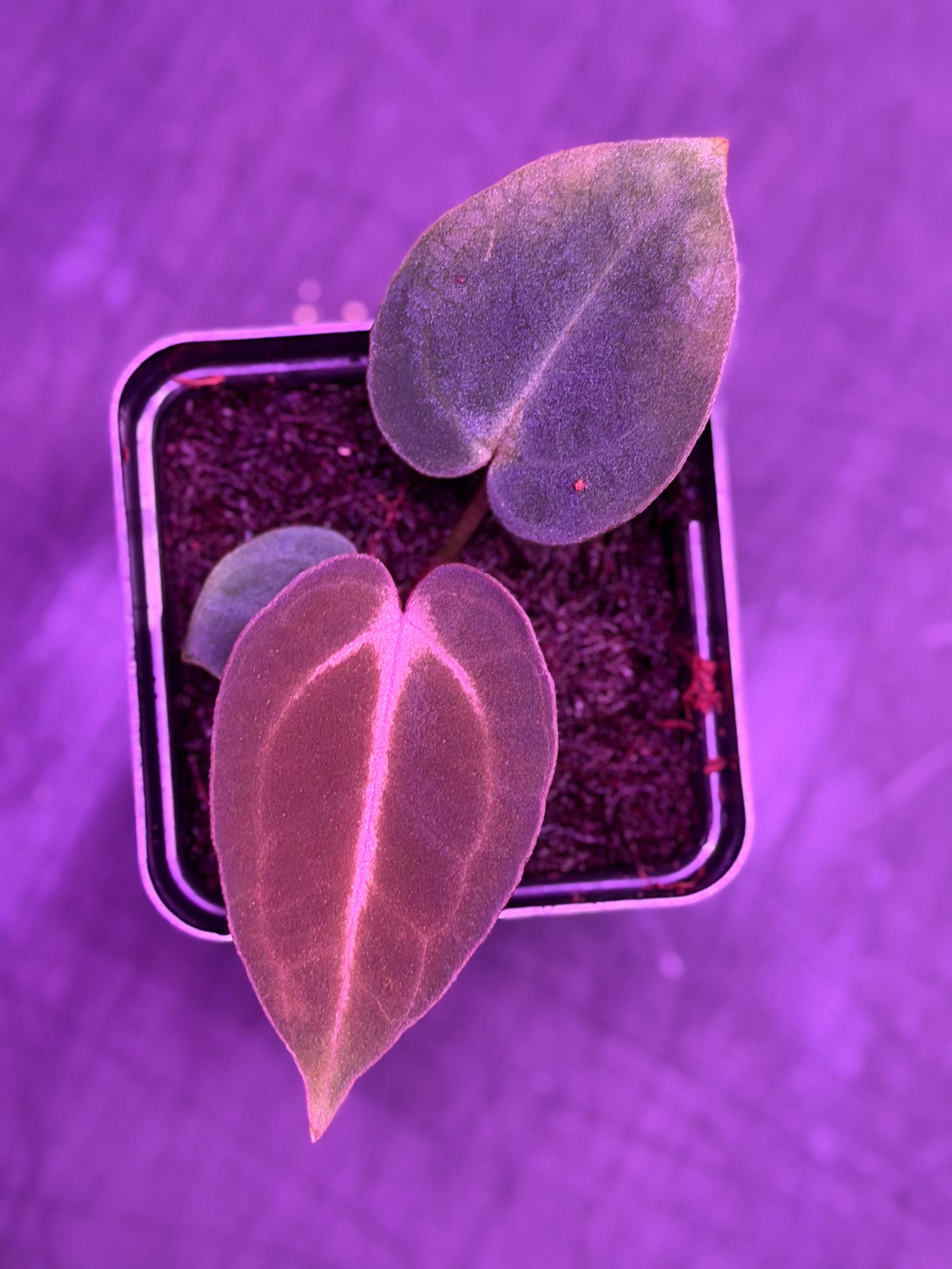 Anthurium Carlablackiae Ab
