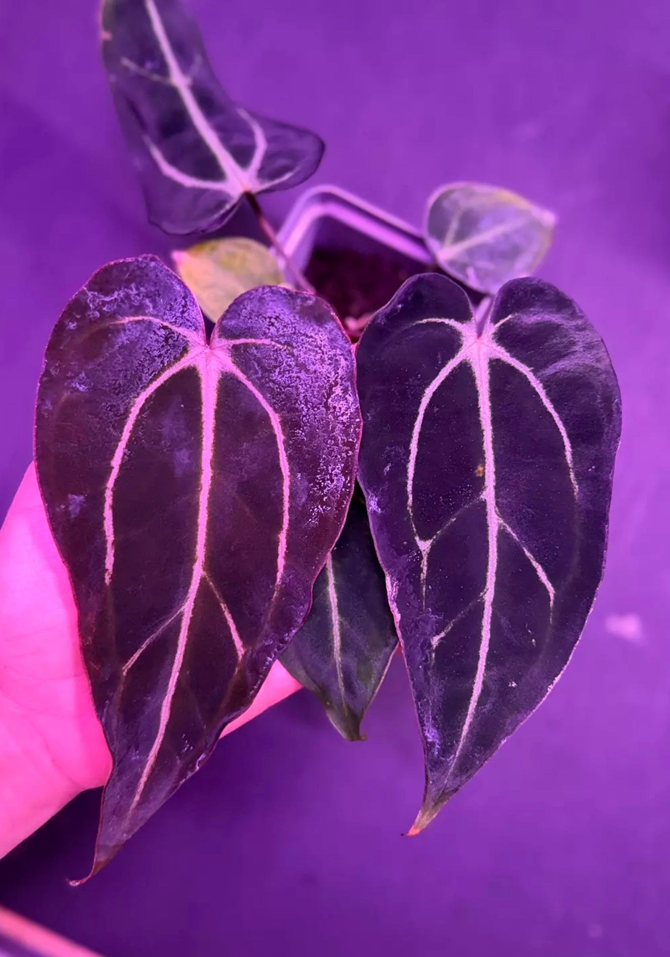 Anthurium Carlablackiae GPH001 x Carlablackiae Amanda--Exact Seedling
