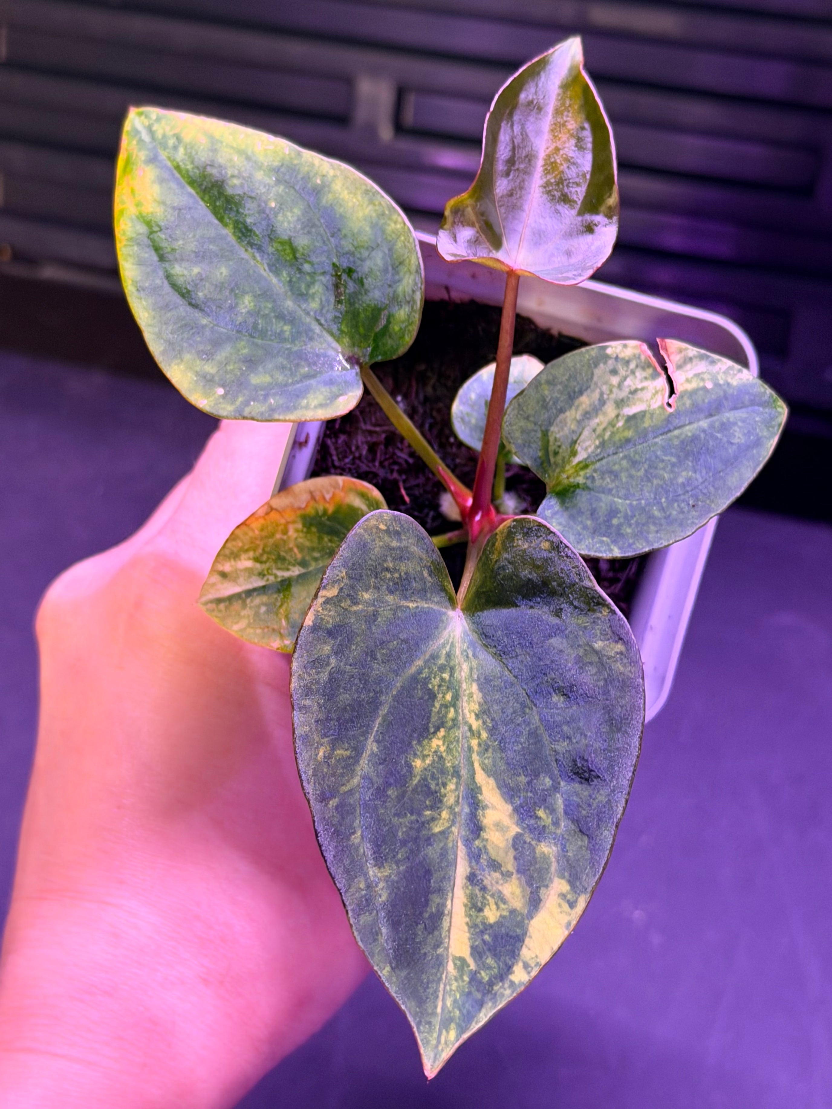 Anthurium Var Papx x Dorito