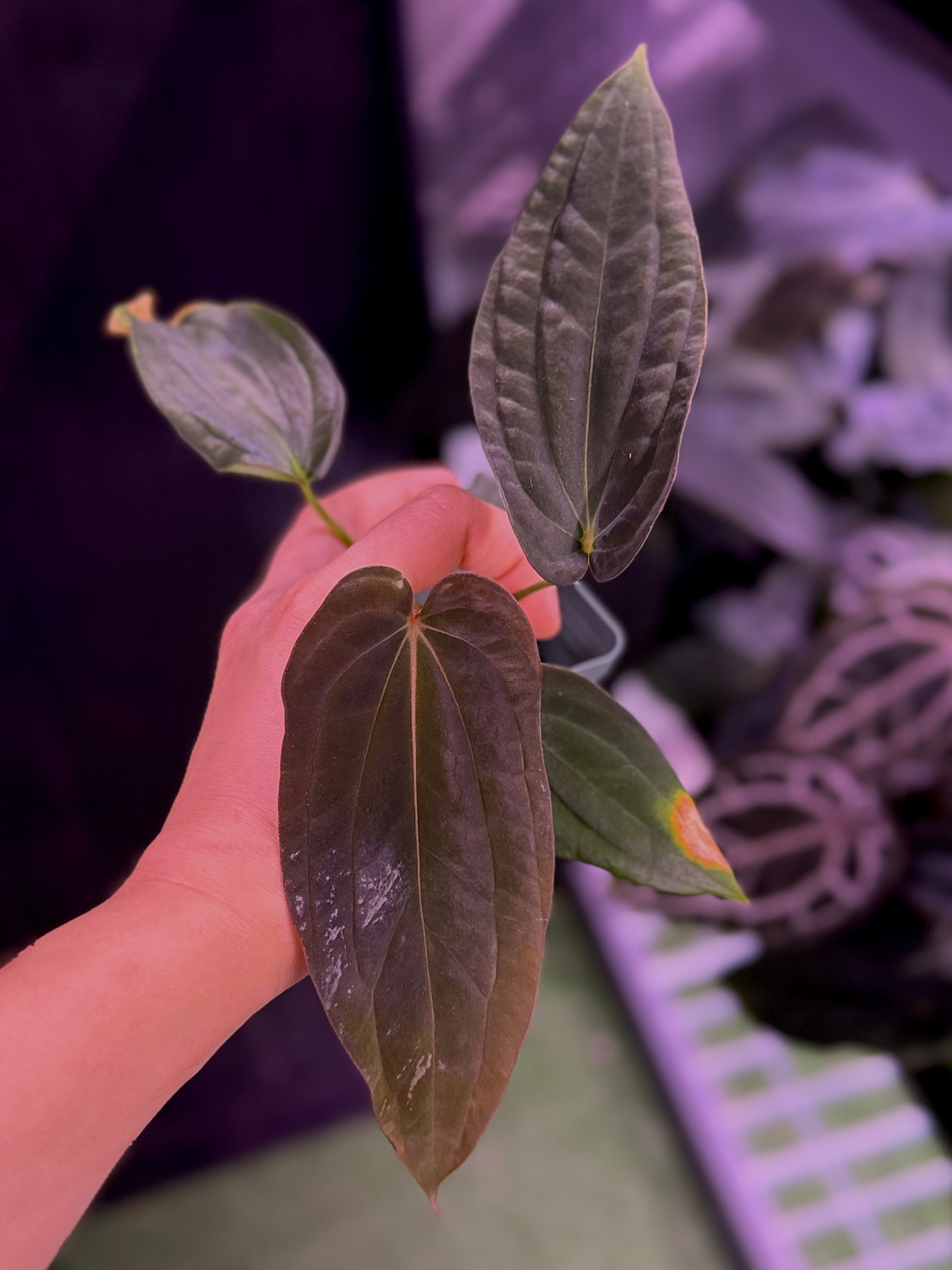 Anthurium Antolakii BVEP RA1 x Self--Exact seedling (A)