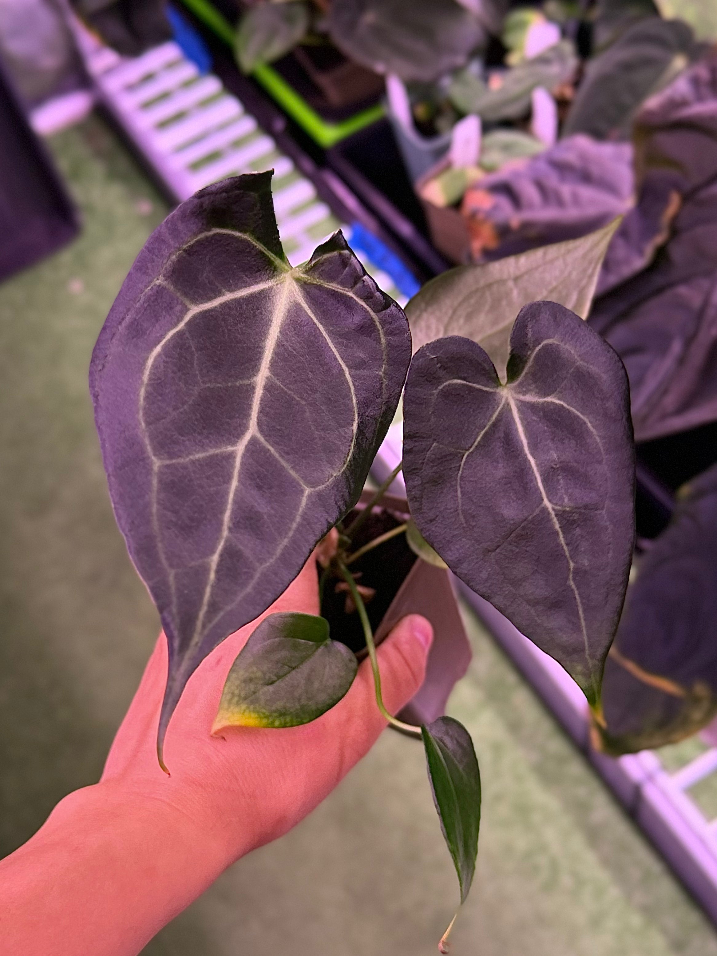 Anthurium Delta Force x King of Clarinervium--Exact seedling