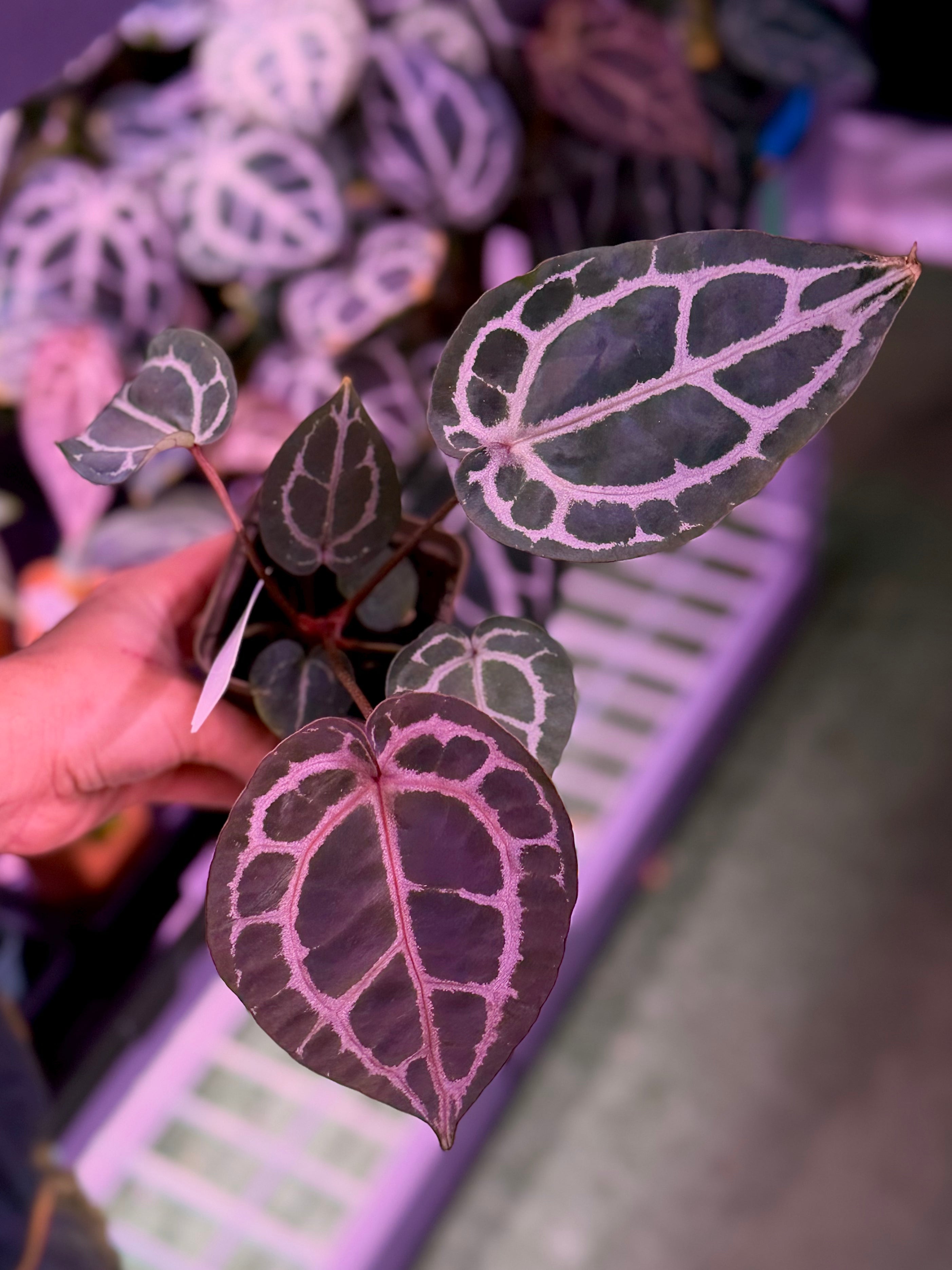 Anthurium Red Crystallinum x Red Crystallinum Premium--Exact Seedling