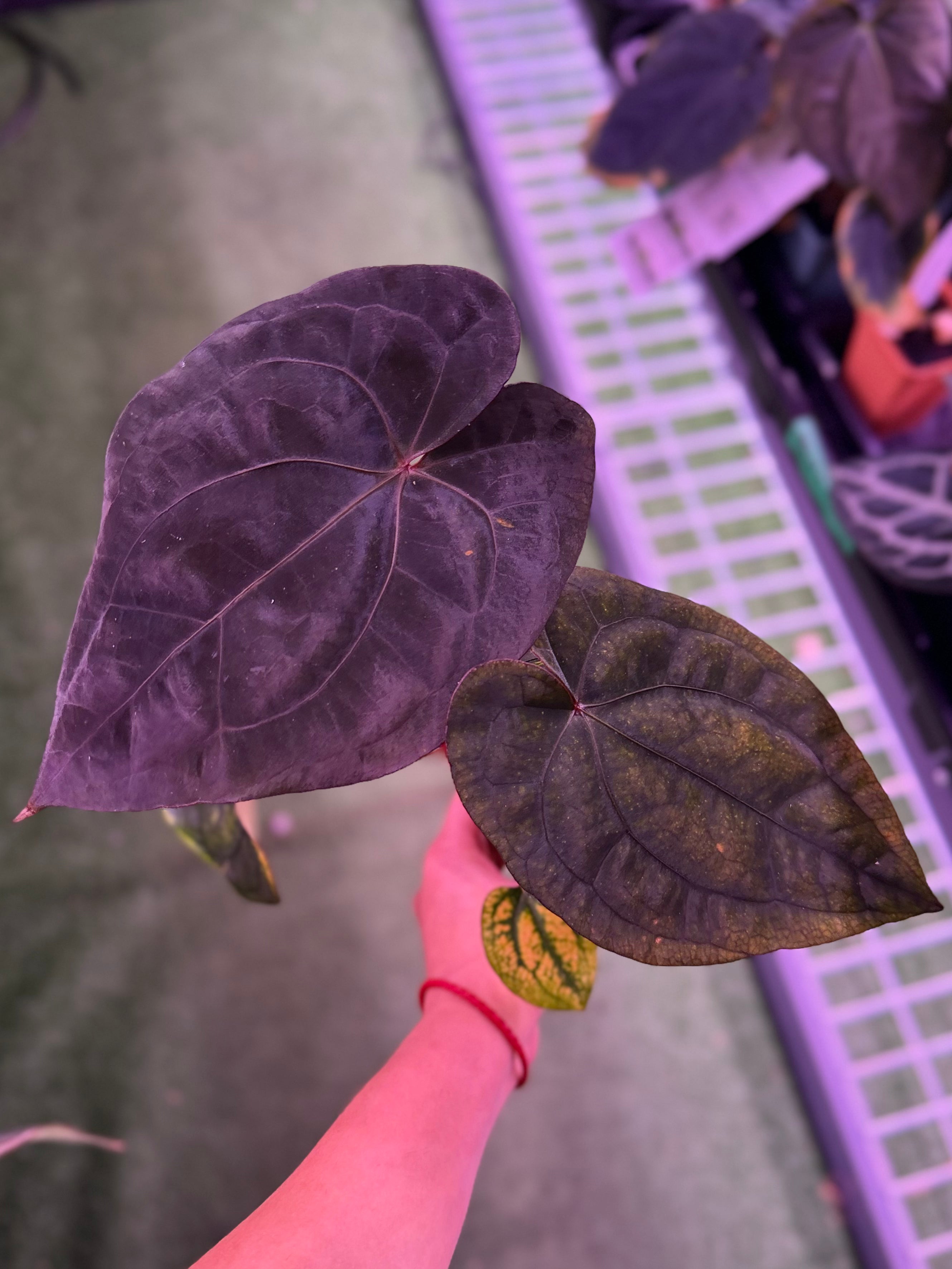 Anthurium Night Dragon x Self -- Exact seedling