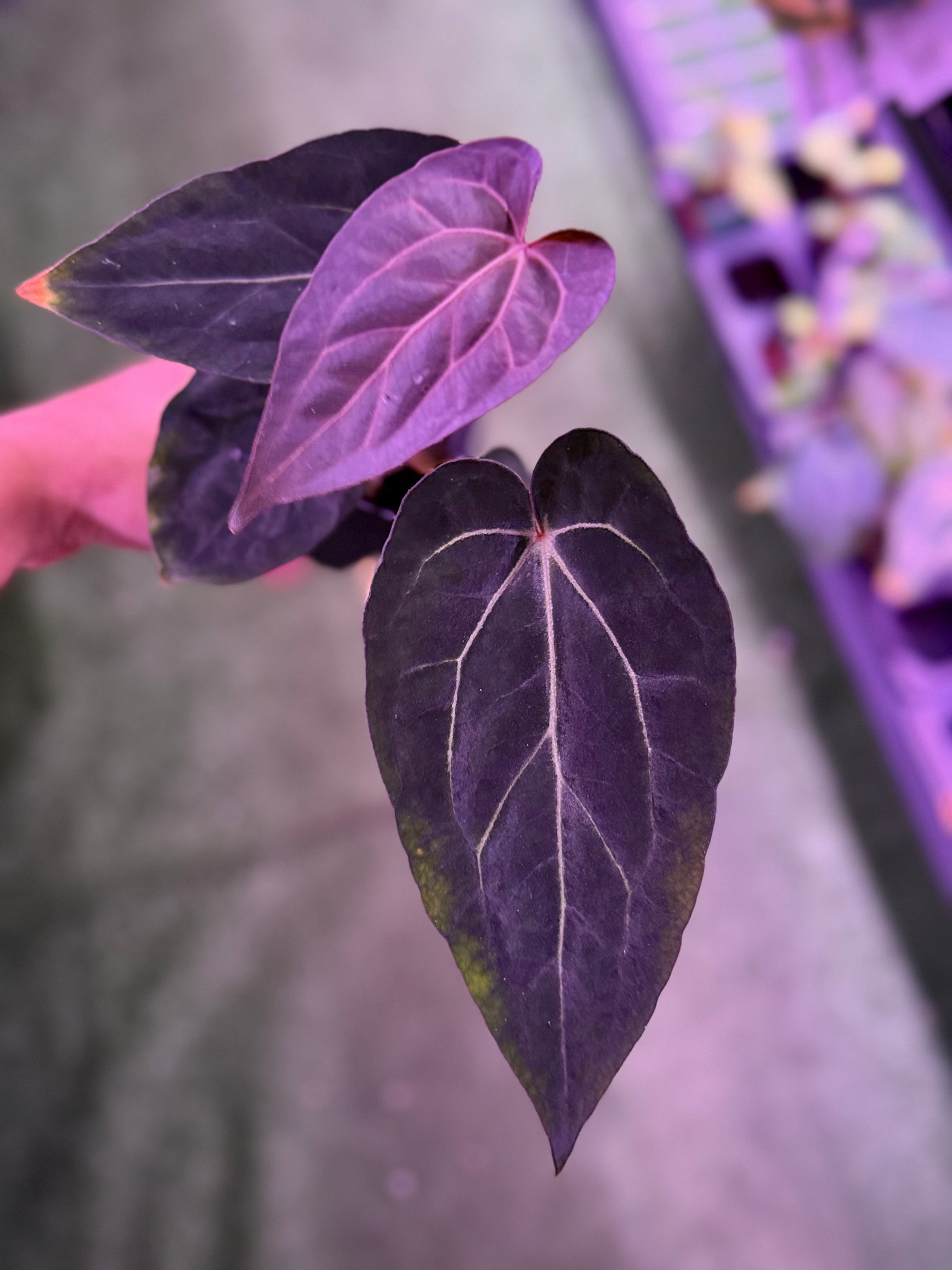 Anthurium Carla Round x GPH001 x Dorito Port--Exact Seedling (C)