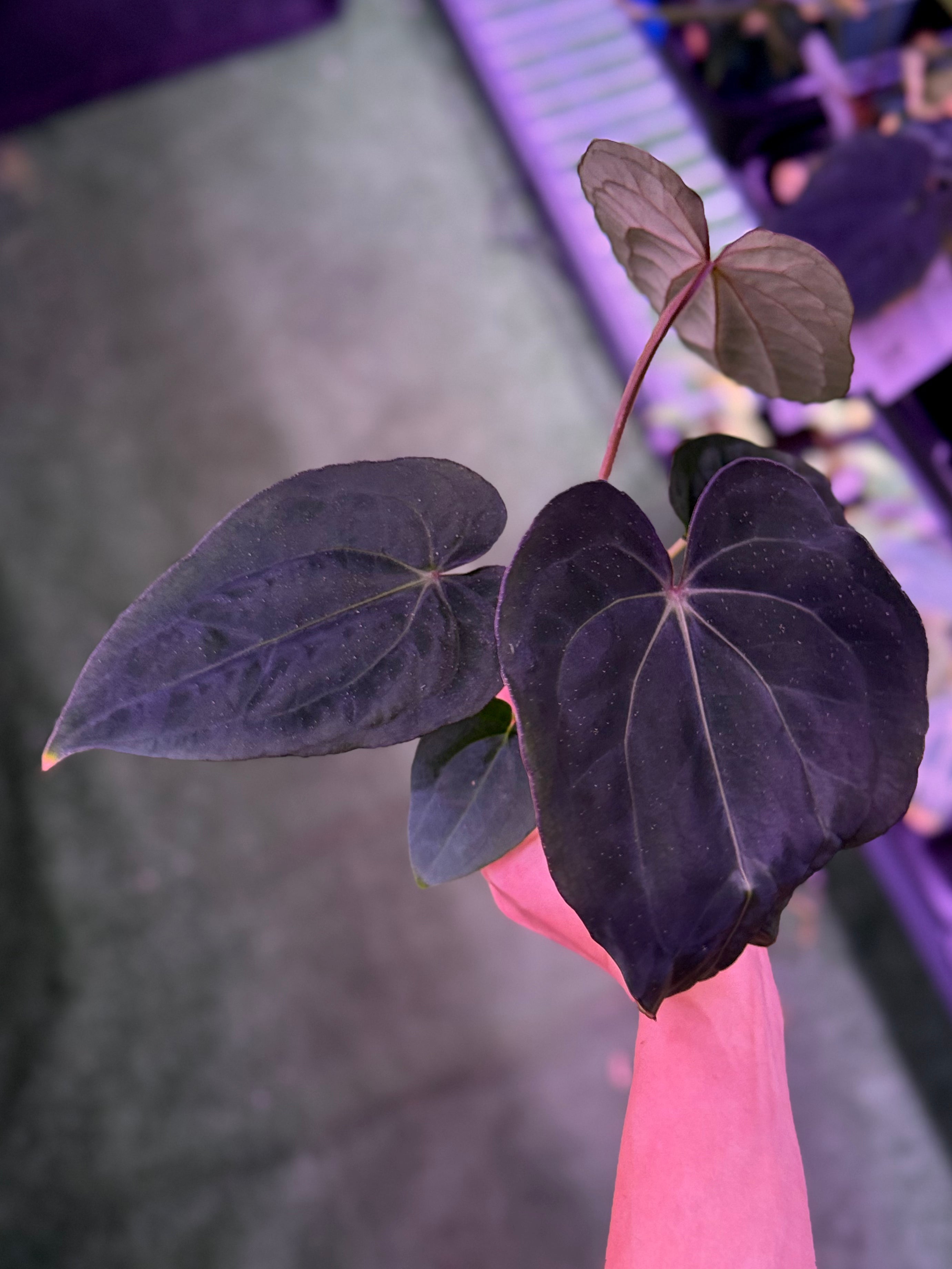 Anthurium Dressleri RG F1B x Carlablackiae Amanda--Exact Seedling