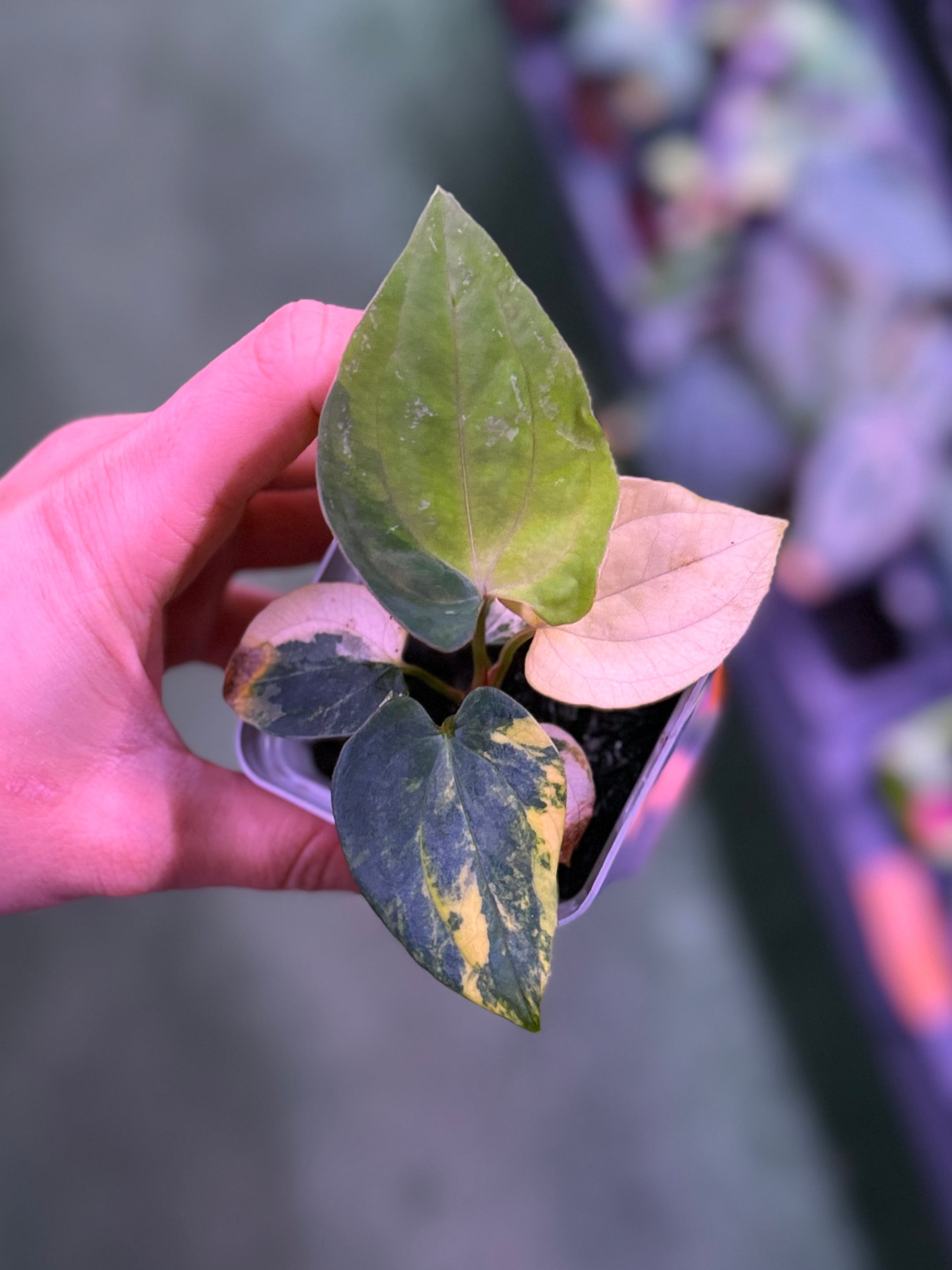 Anthurium Var Papx x Dorito port