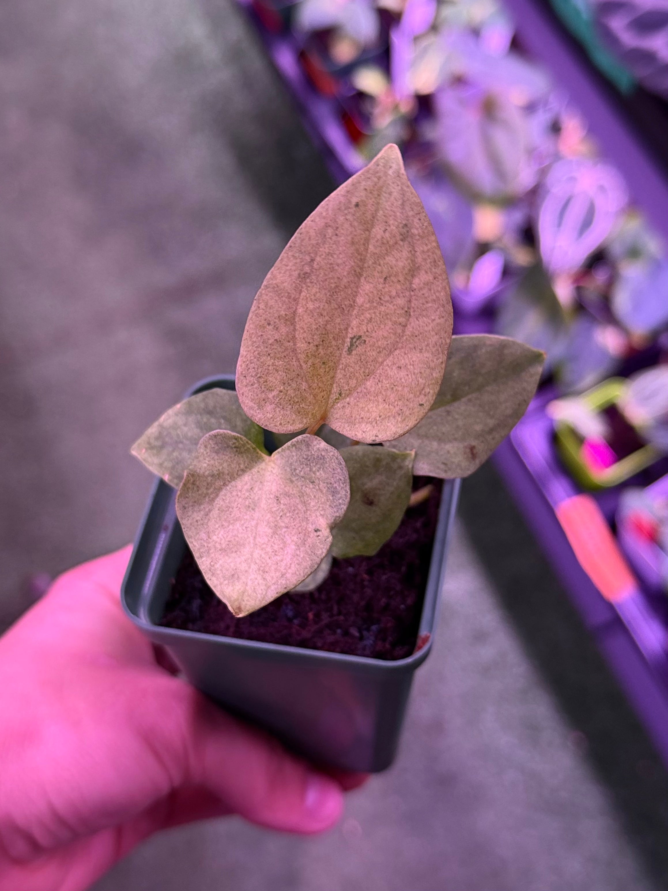 Anthurium Night Dragon x Dorito Port--Exact Seedling (B)