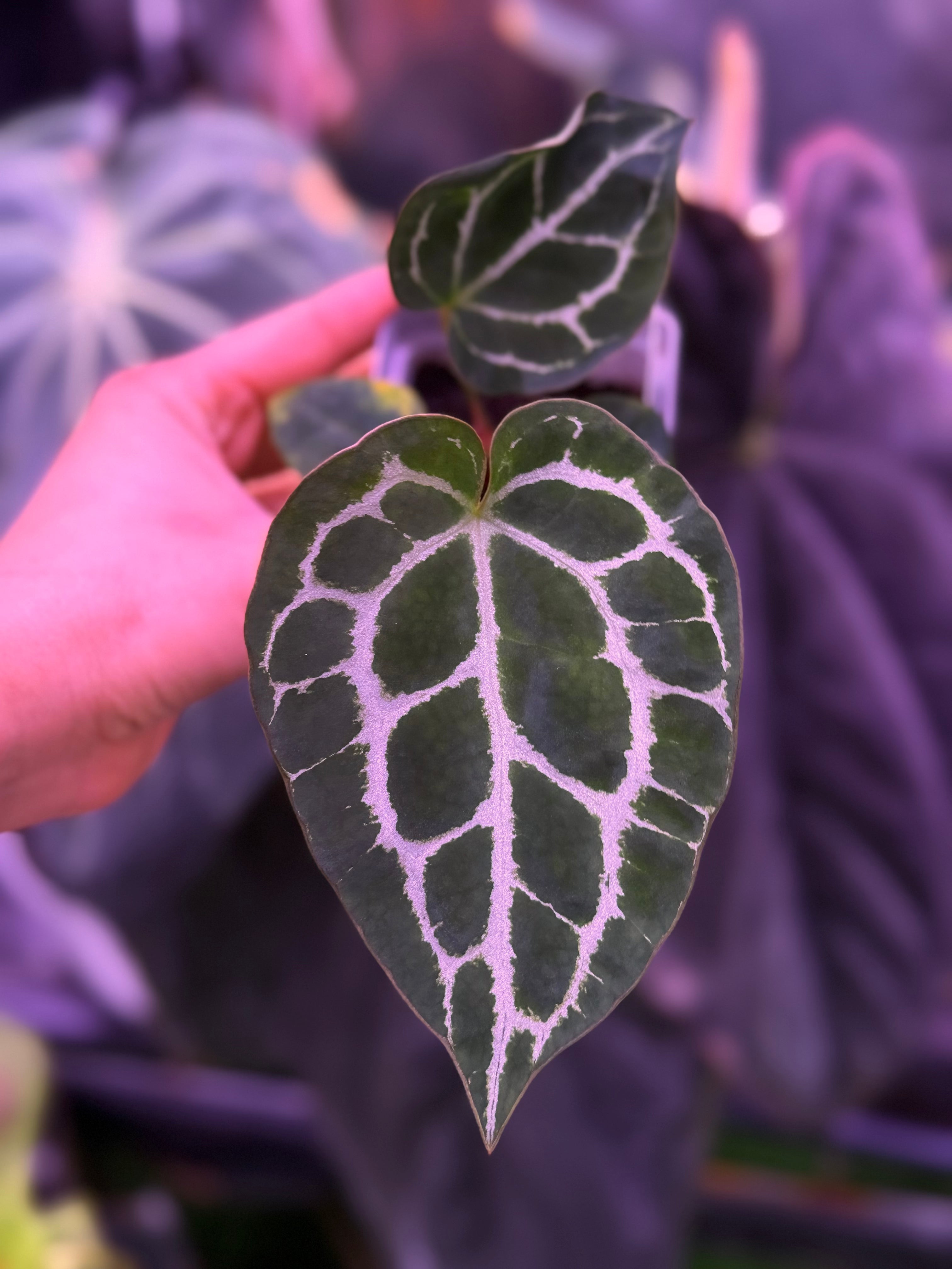 Anthurium Crystallinum Labyrinth x Heinz--Exact Seedling (A)