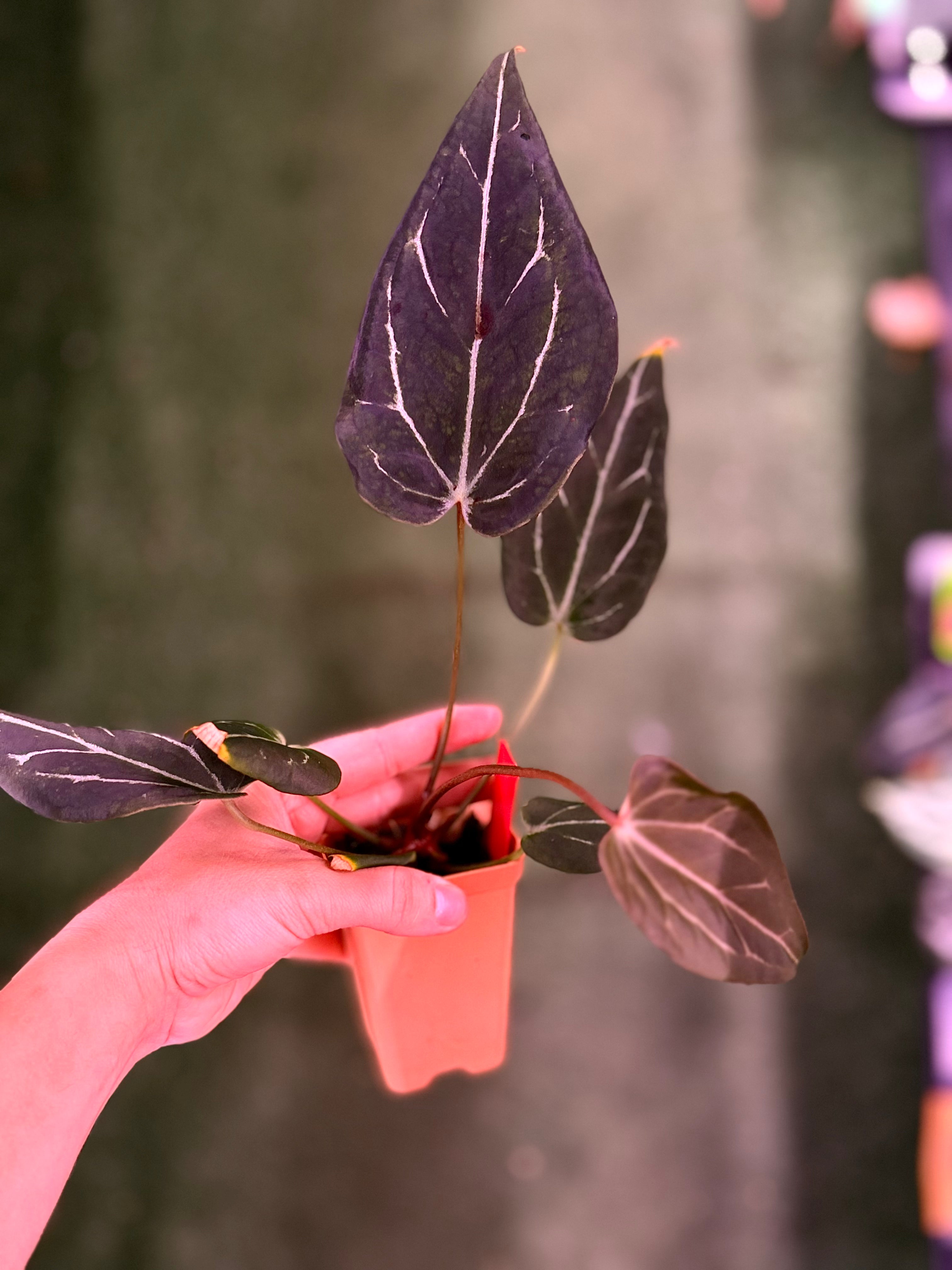 Anthurium Black Widow Michelle x Tim Anderson Stripey--Exact Seedling (1)