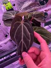 Aff crystallinum prop-Granthuriums