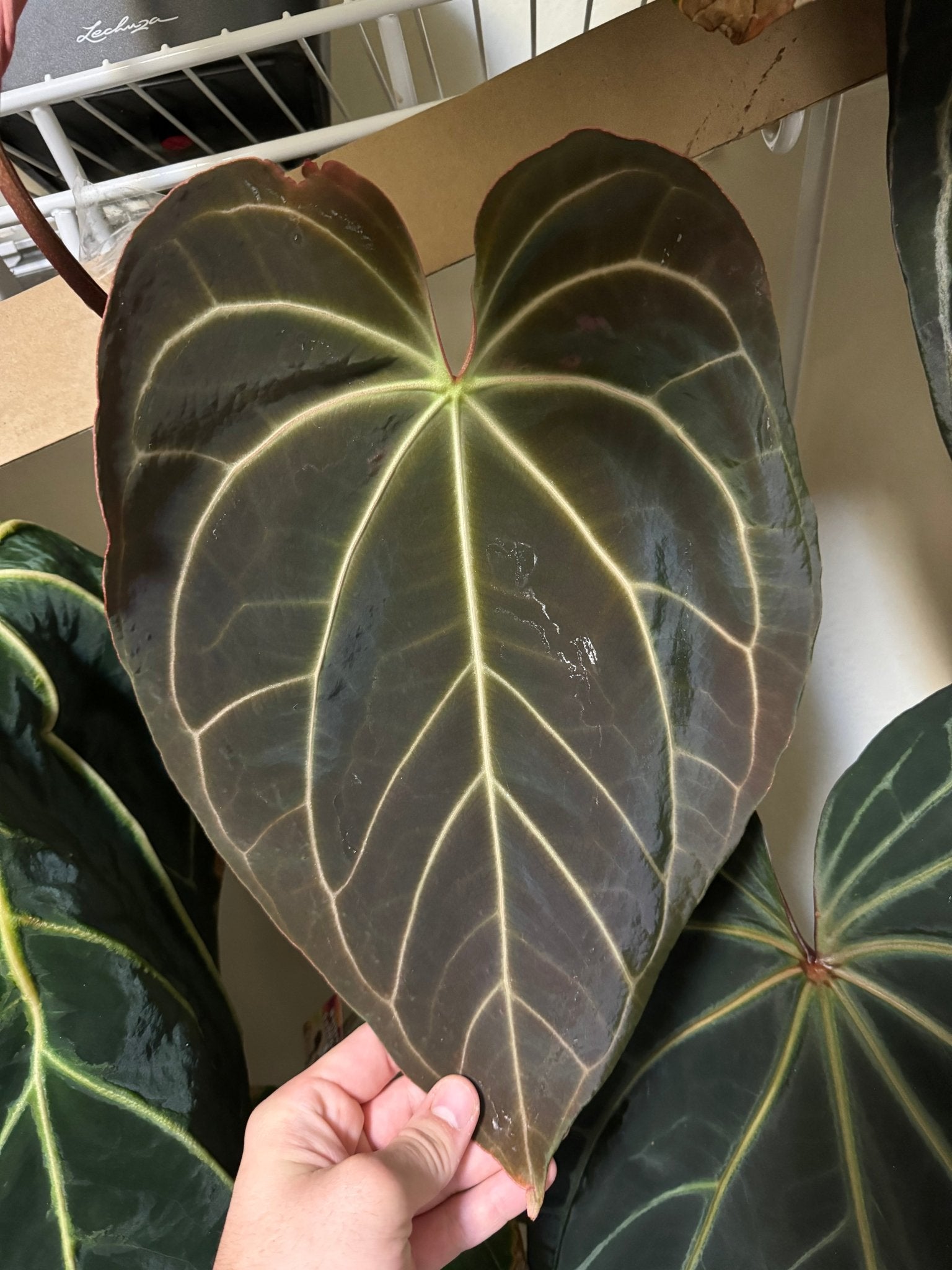 Aff crystallinum x crystallinum “labyrinth”-Granthuriums