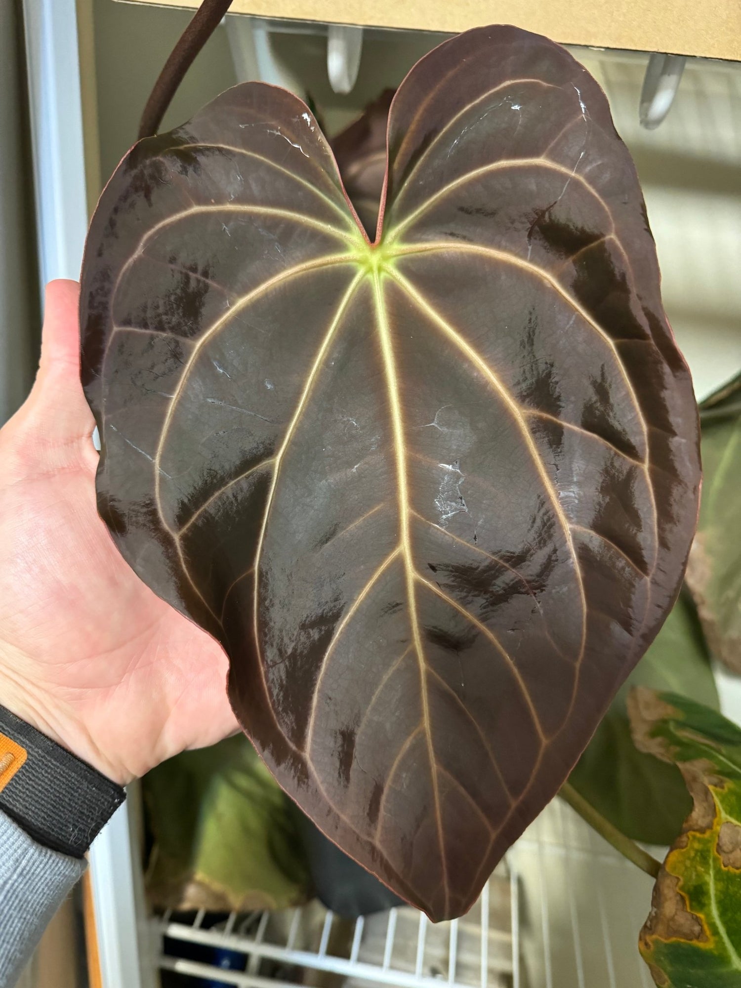 Aff crystallinum x crystallinum “labyrinth”-Granthuriums