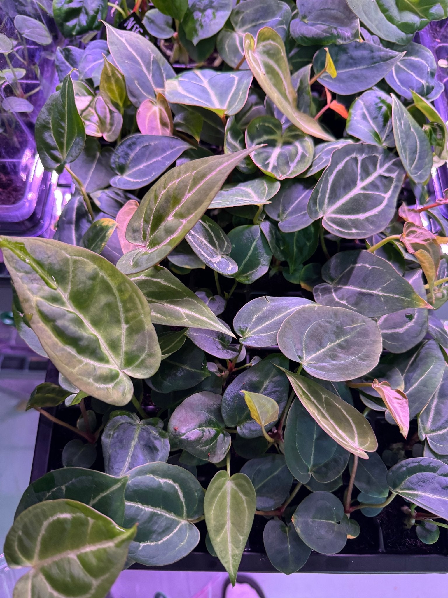 Anthrium NSE Bench Hybrid GPH x Tim Anderson Stripey—Bench Leaning Seedlings - Granthuriums