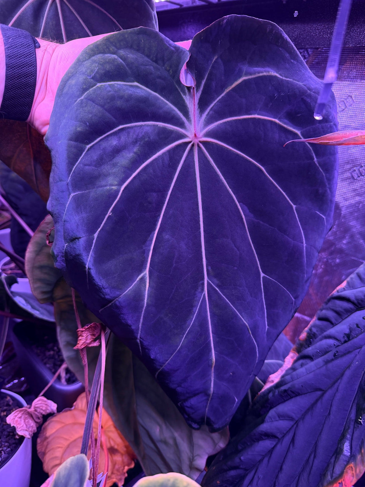 Anthurium (Carla x Stripey