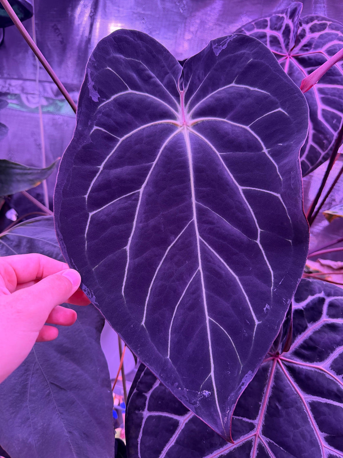 Anthurium (Carla x Stripey