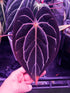 Anthurium Carlablackiae GPH S1 x Chocolate Crystallinum—Small Seedlings - Granthuriums