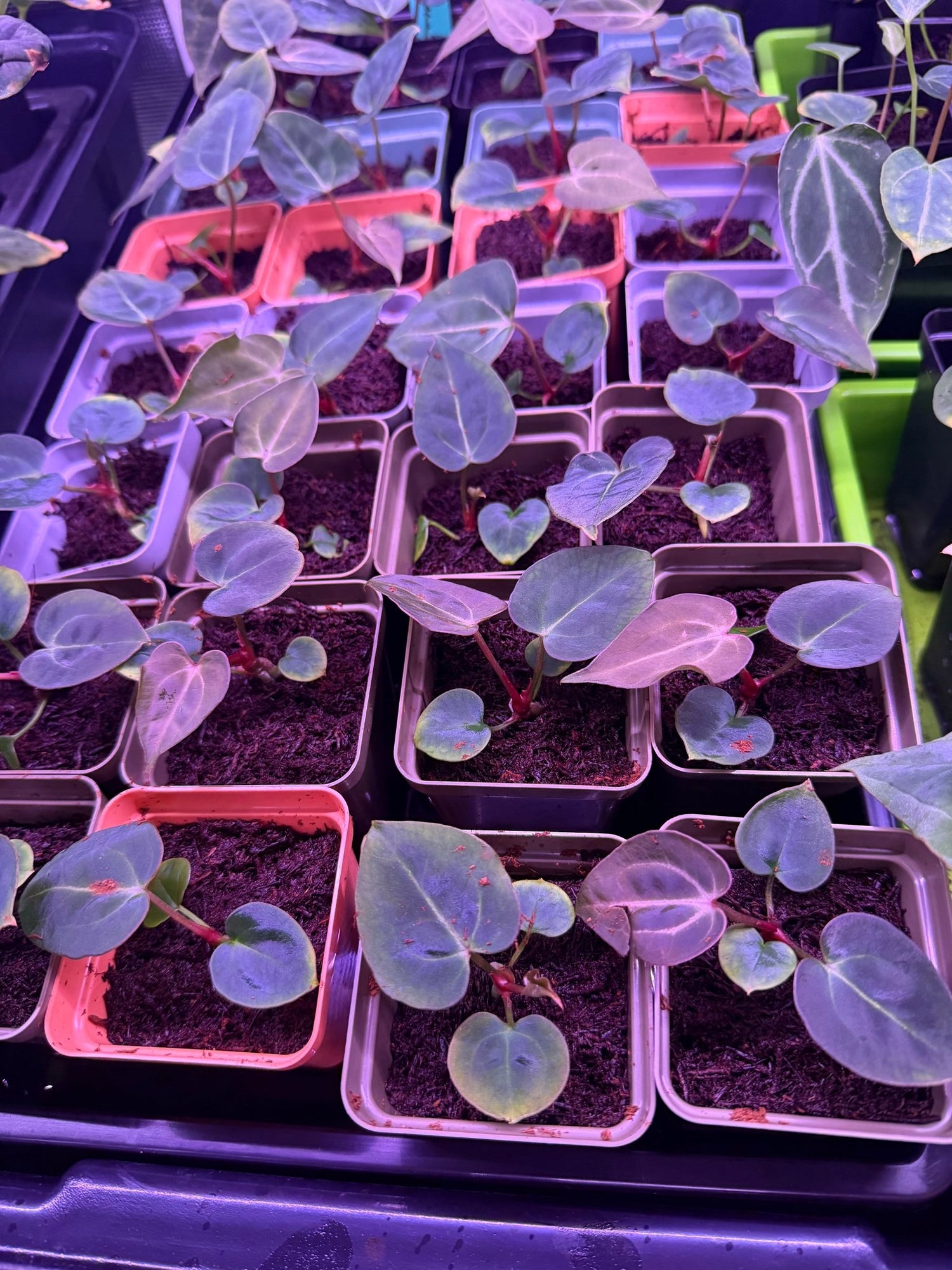 Anthurium Carlablackiae GPH S1 x Chocolate Crystallinum—Small Seedlings - Granthuriums