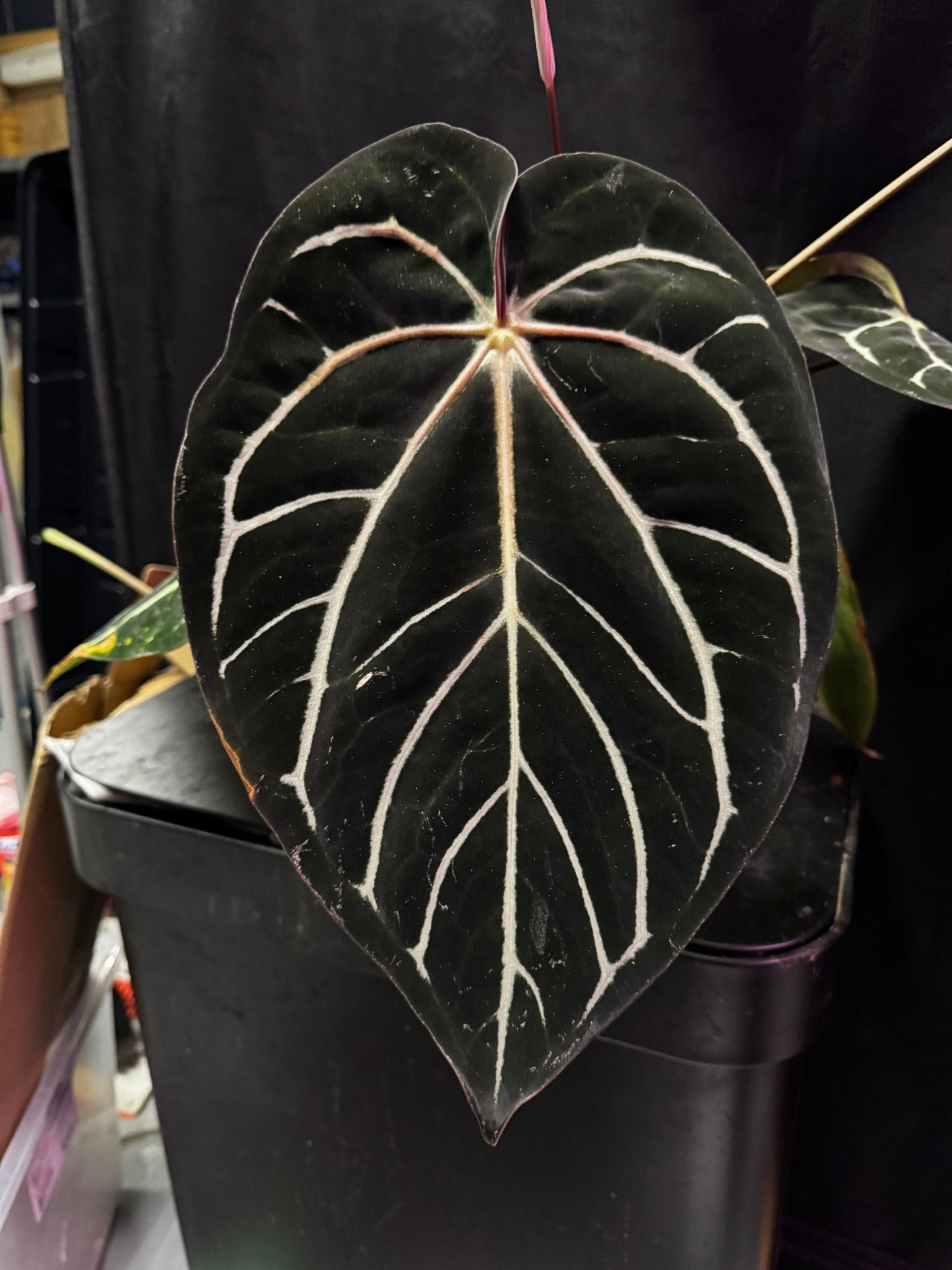 Anthurium carlablackiae "Round" x GPH001 F2 Batch 2—Exact seedling - Granthuriums