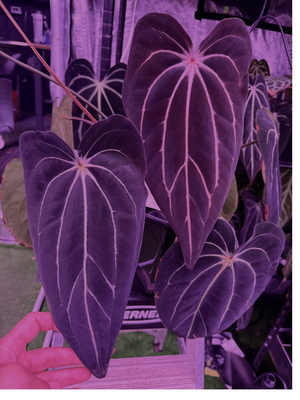 Anthurium Carlablackiae Venom x GPH001 - Exact Seedling - Granthuriums