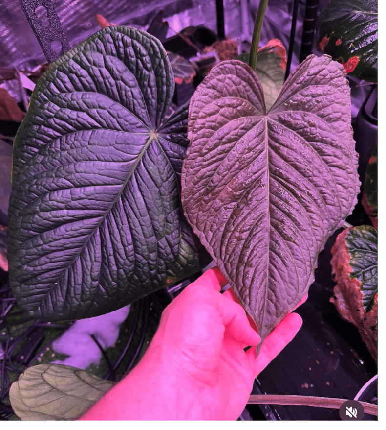 Anthurium Kunayalense PM5 x ((Dress x Carla) x Splendidum)—Small Seedlings - Granthuriums