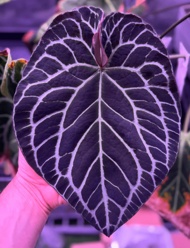 Anthurium Labyrinth x Heinz—Small Seedlings - Granthuriums