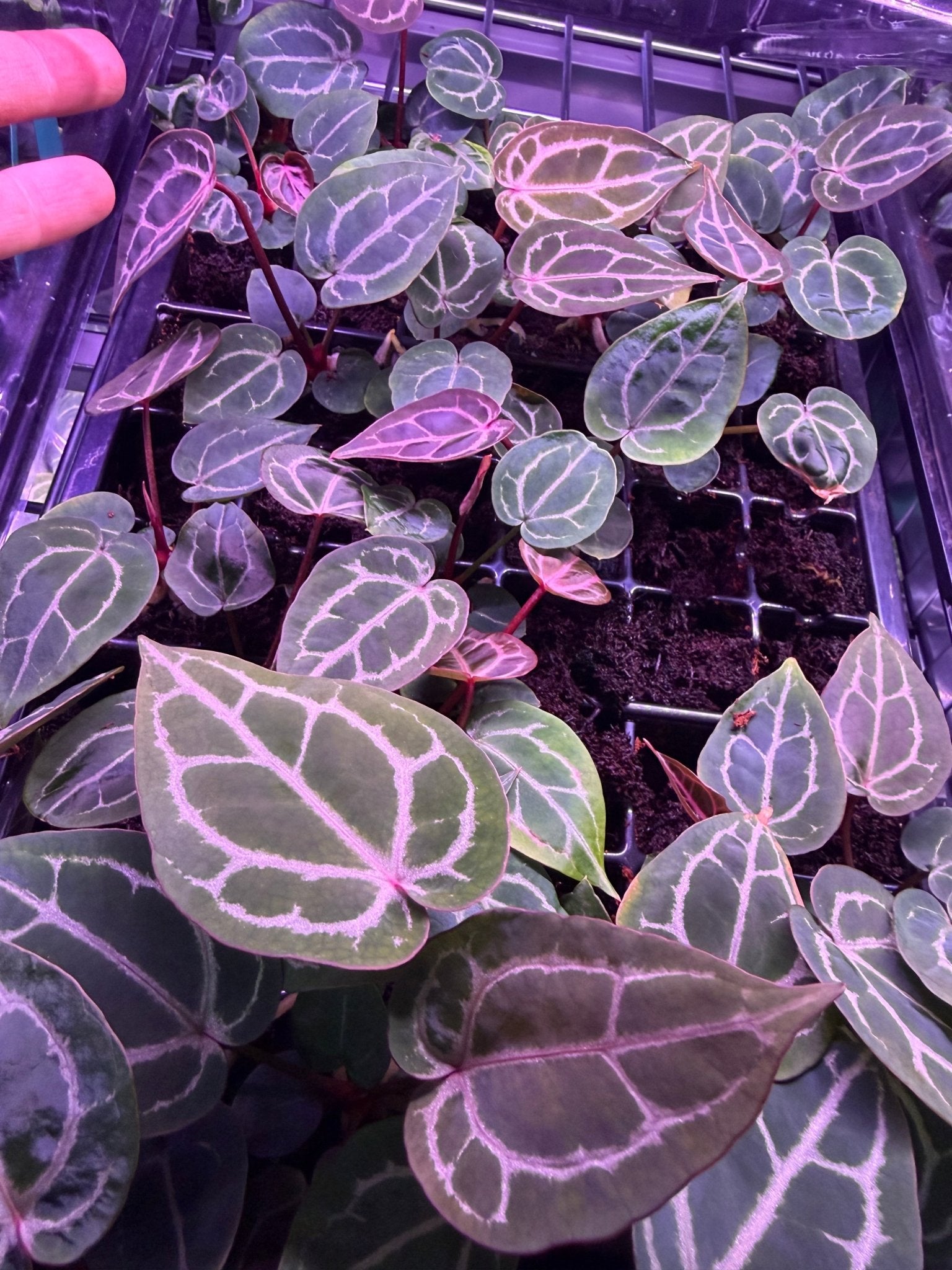 Anthurium Red Crystal Premium x Red Crystal SKG - Medium Seedlings - Granthuriums